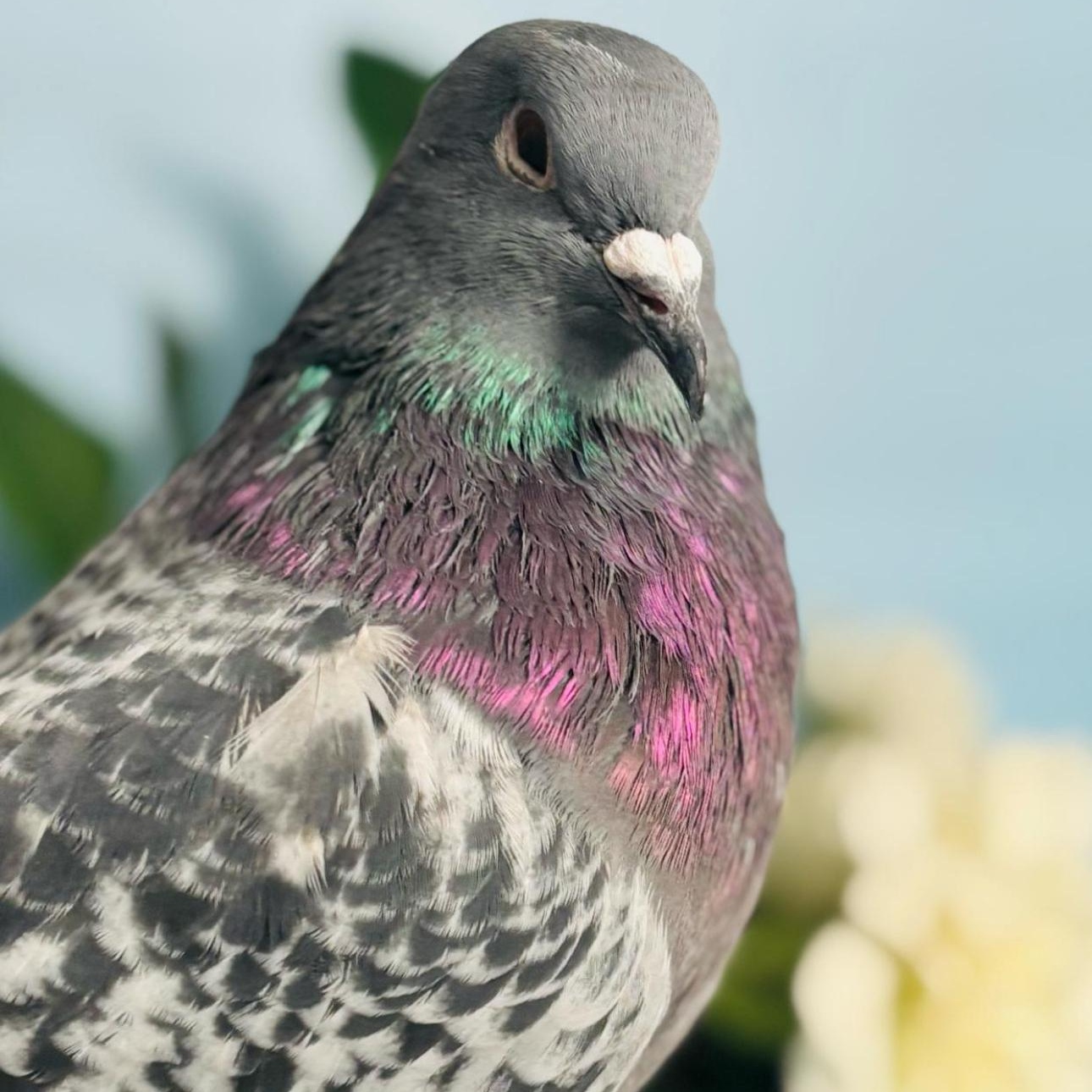 Bellamy, a Adoptable Pigeon in Chicago, IL image 3/5