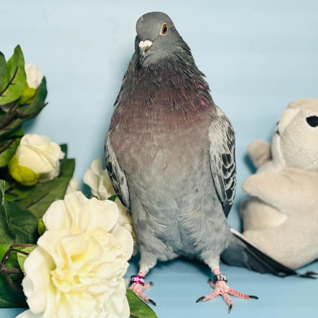 Bellamy, a Adoptable Pigeon in Chicago, IL image 4/5