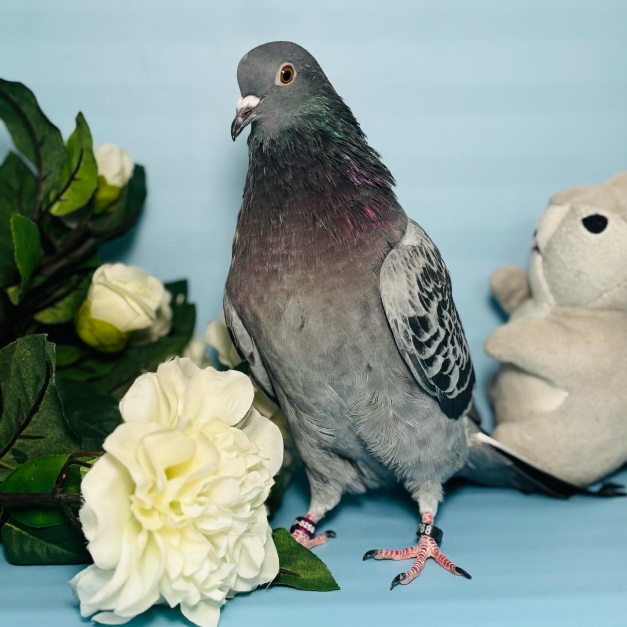 Bellamy, a Adoptable Pigeon in Chicago, IL image 5/5