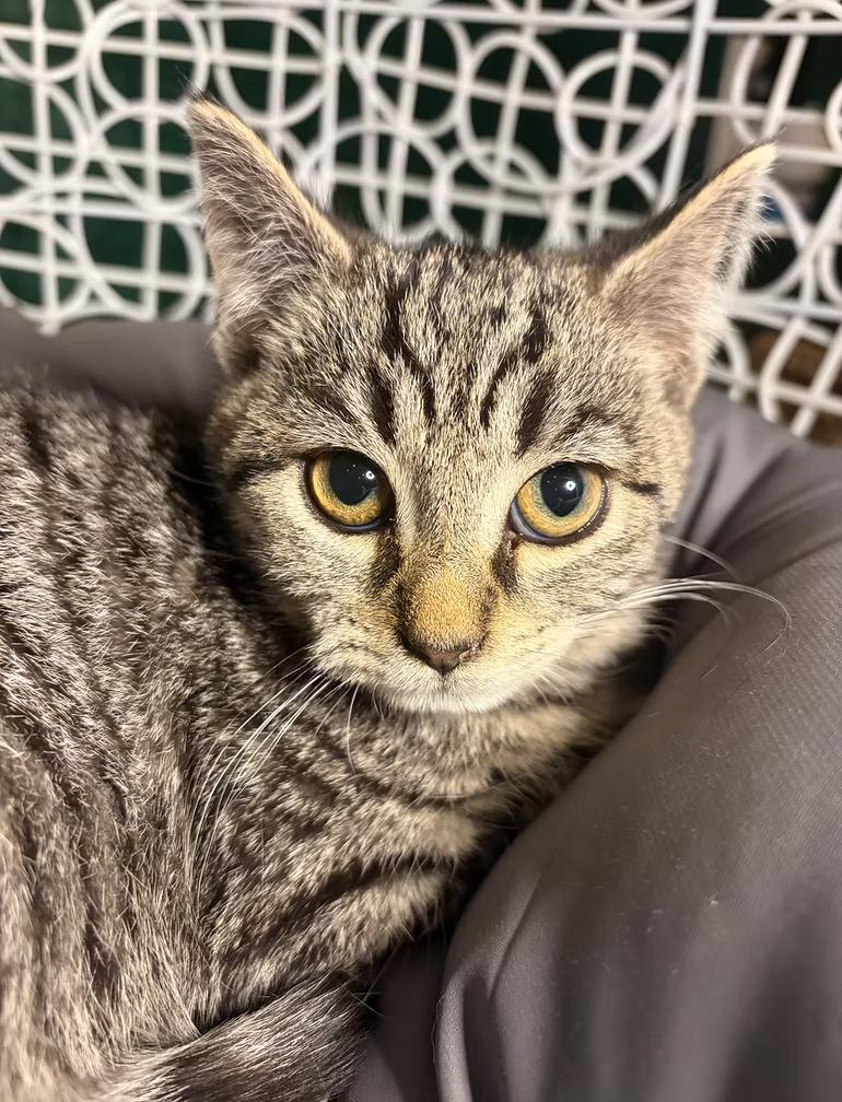 Enlarge Frances, a Adoptable Tabby in Winston Salem , NC image 1/1