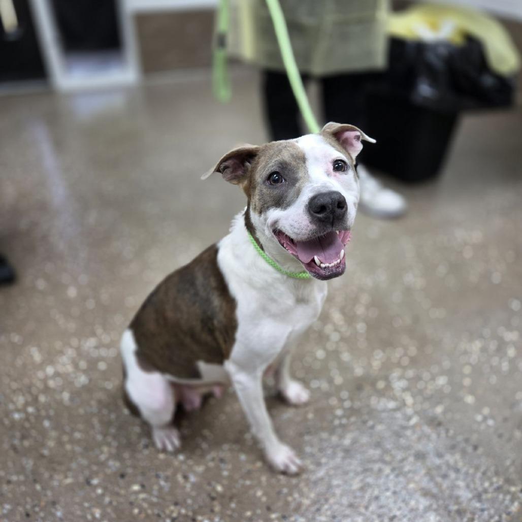 Enlarge Sheeta, a Adoptable mixed breed in Incline Village, NV image 1/2