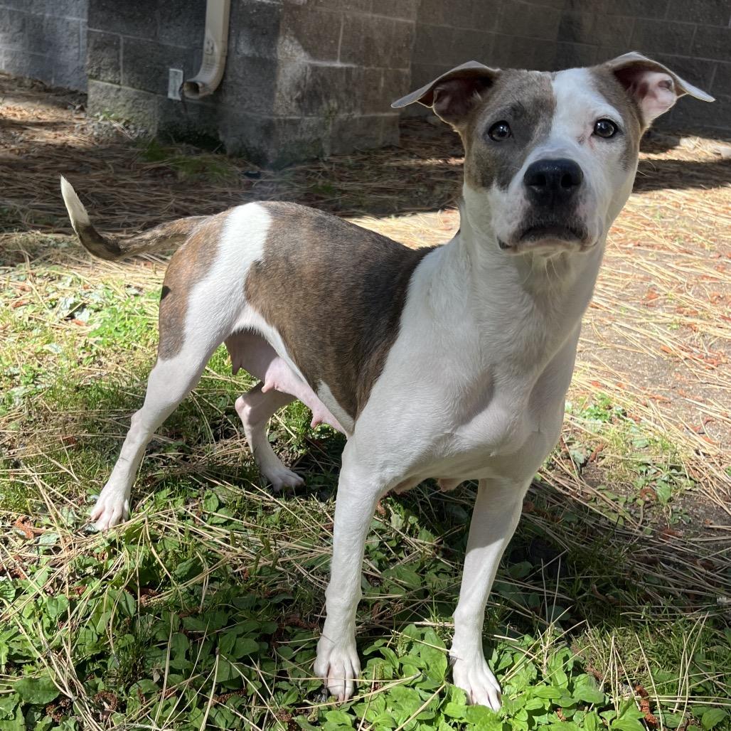 Enlarge Sheeta, a Adoptable mixed breed in Incline Village, NV image 2/2