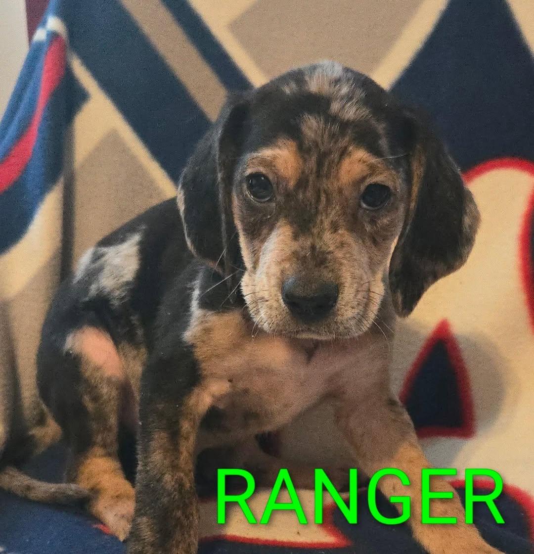 Ranger, Baby Male unknown