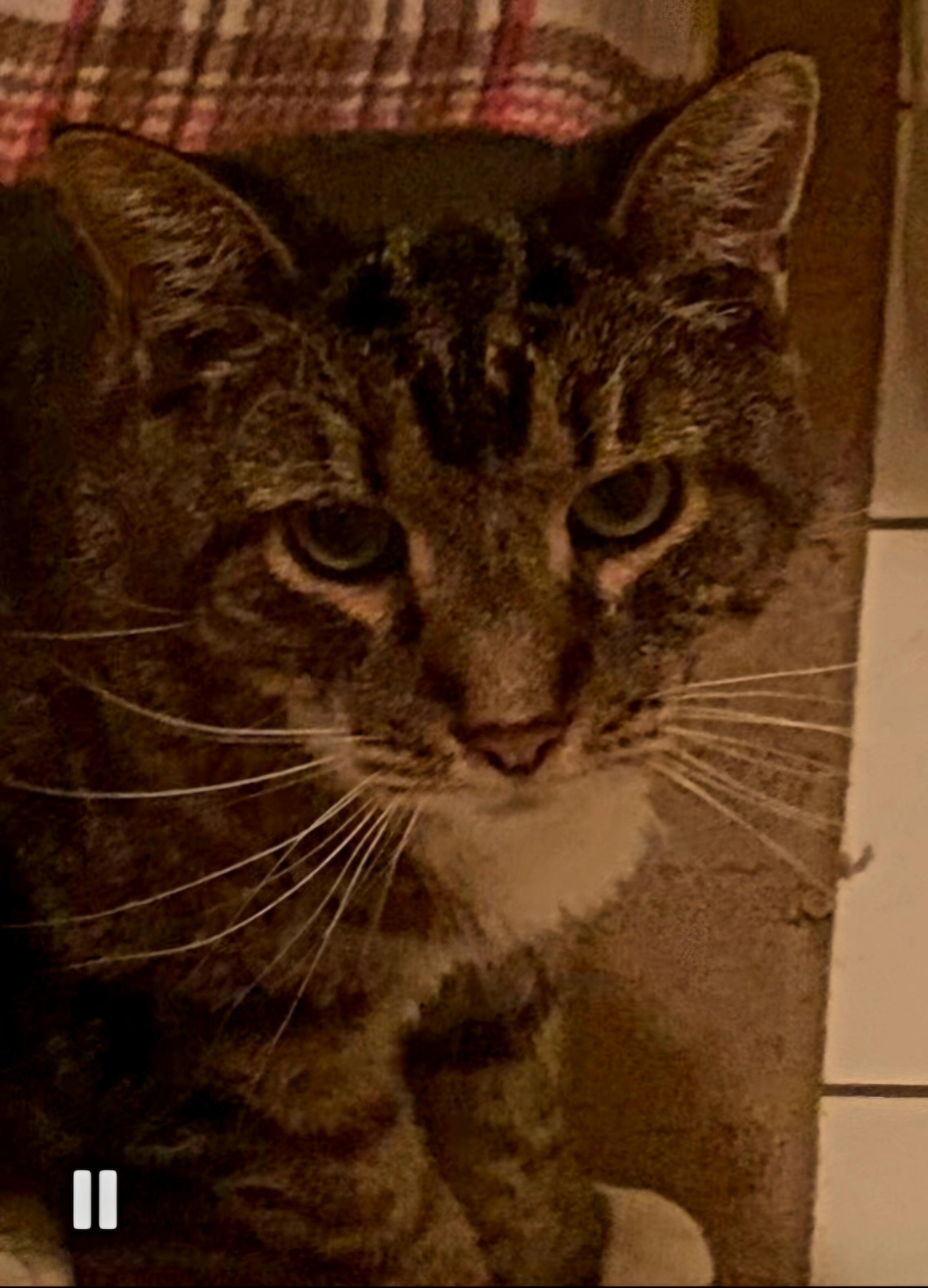 Enlarge Tinkerbell, an adoptable mixed breed in Berlin, CT image 4/4