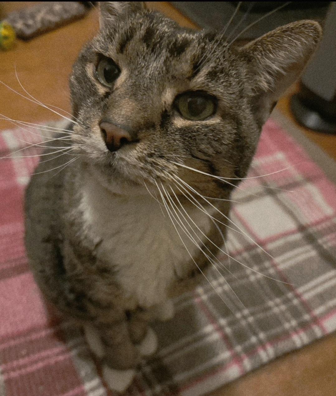 Enlarge Tinkerbell, an adoptable mixed breed in Berlin, CT image 6/6