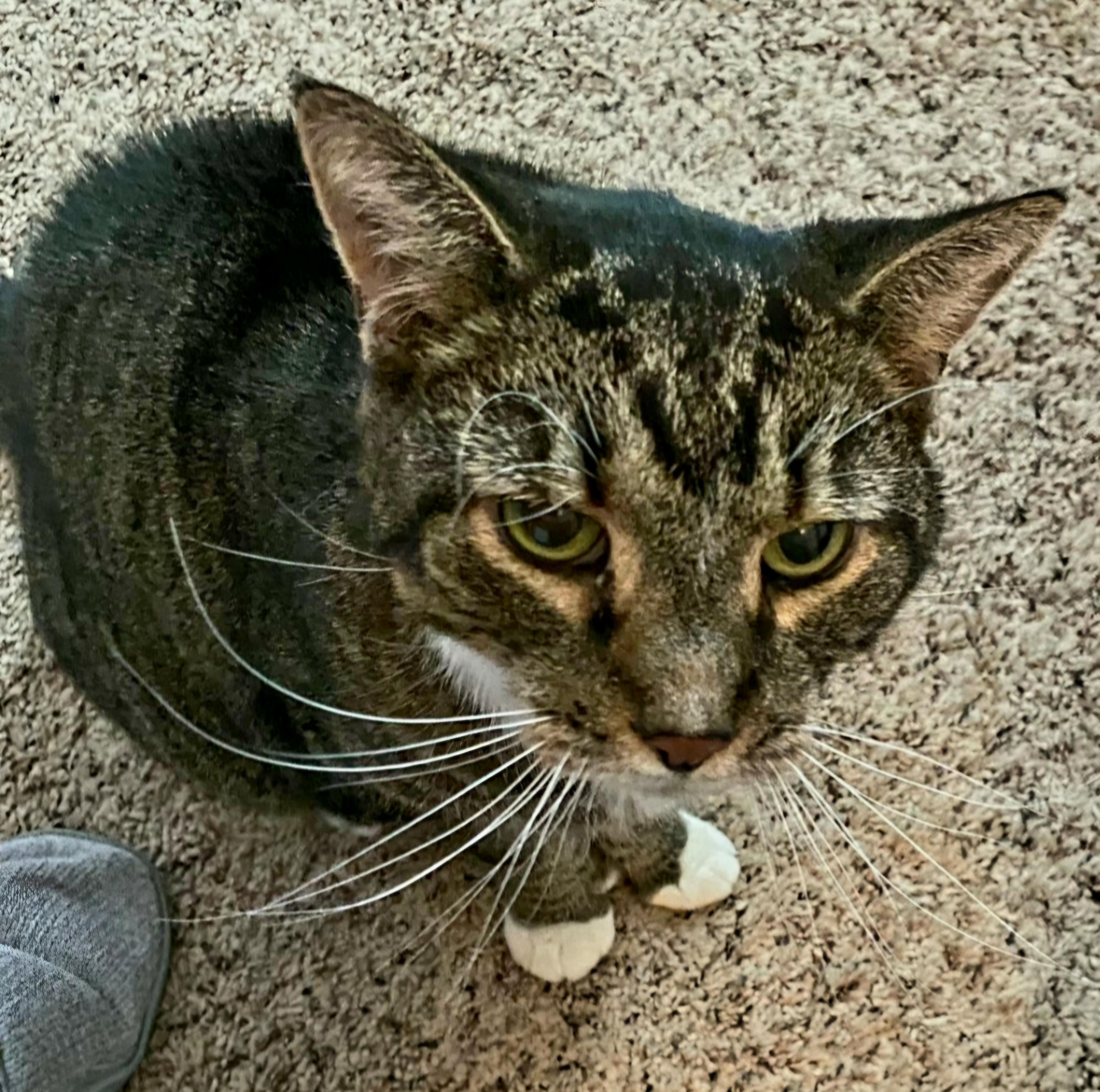 Tinkerbell, adoptable, Senior Female Extra-Toes Cat / Hemingway Polydactyl & Tabby.