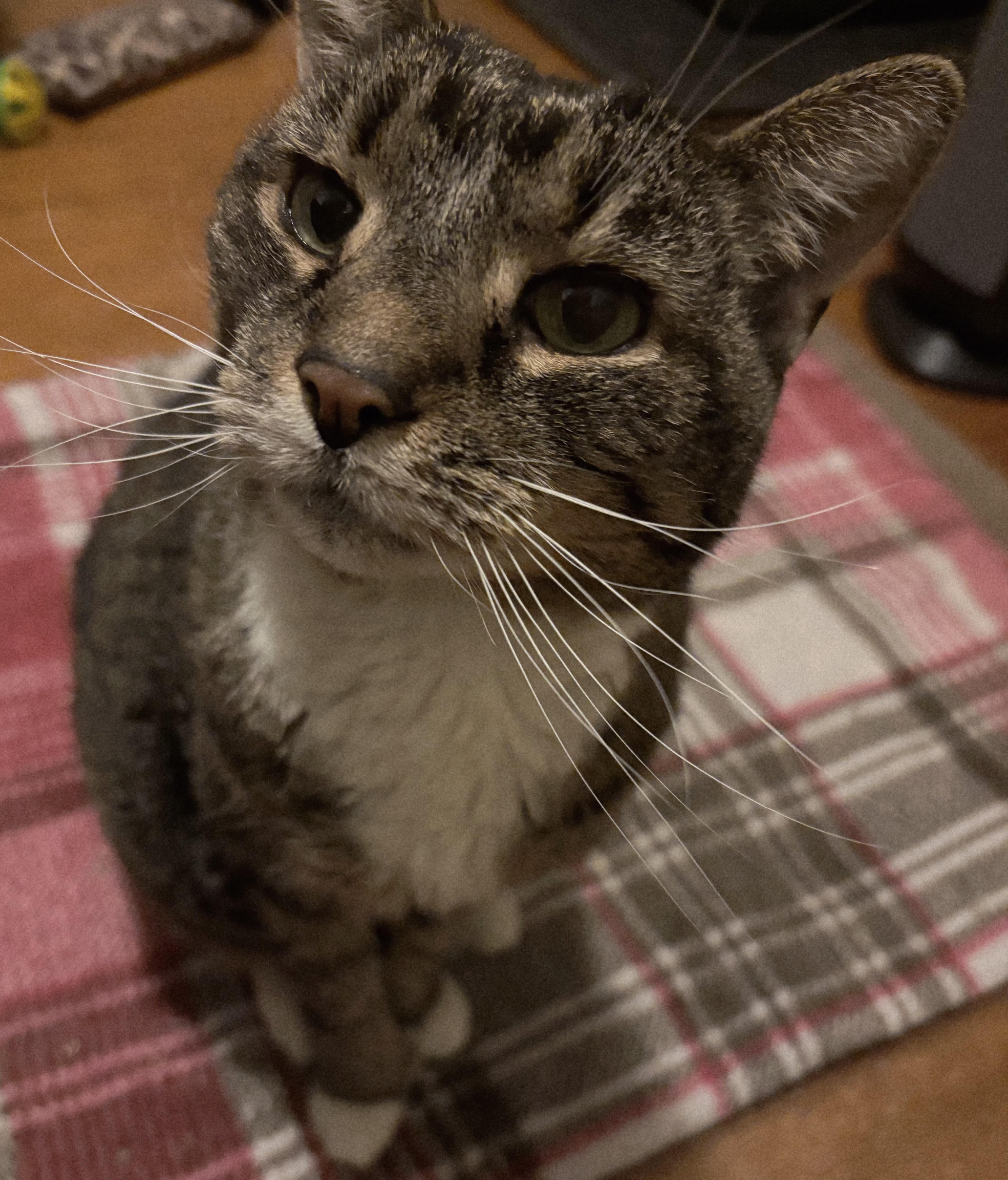 Enlarge Tinkerbell, an adoptable mixed breed in Berlin, CT image 3/5