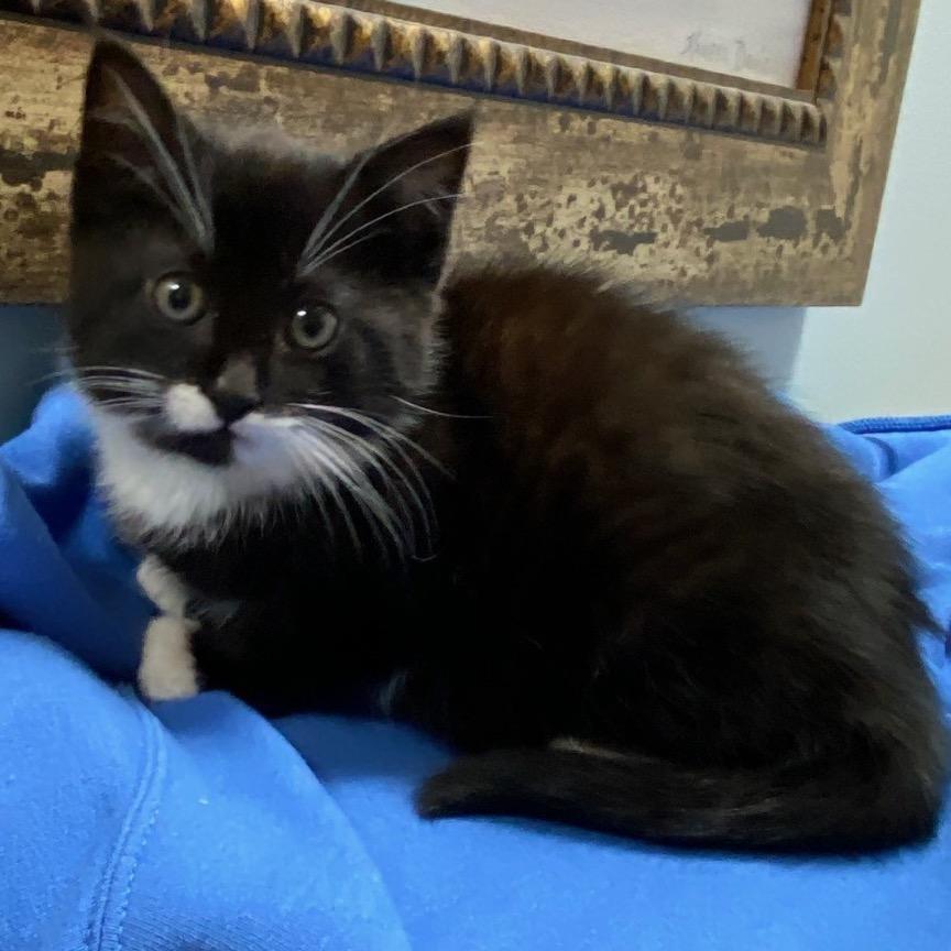 Enlarge Jovie, a Adoptable Domestic Medium Hair in Greensboro, GA image 1/5