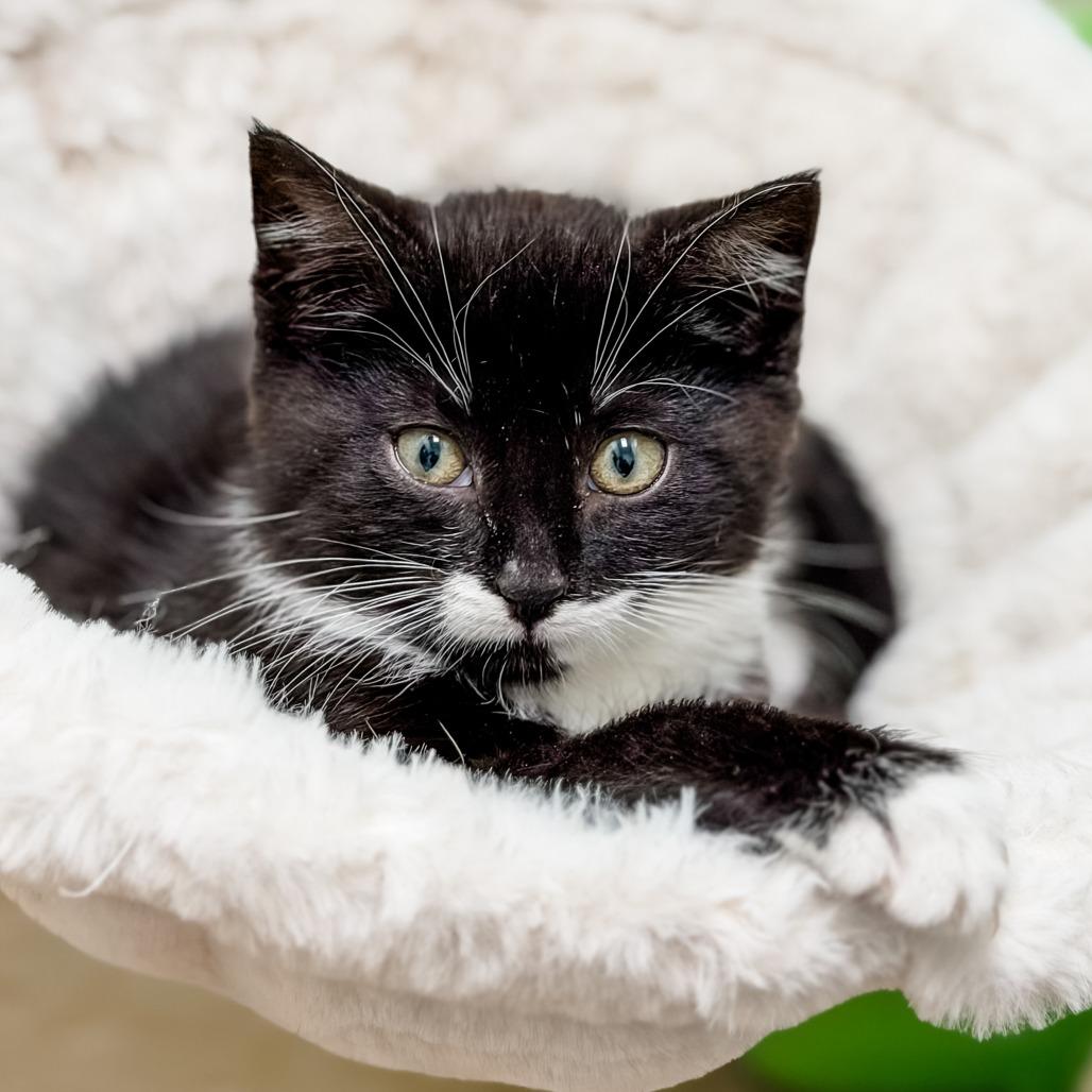 Jovie, Adoptable, Kitten Female Domestic Short Hair.