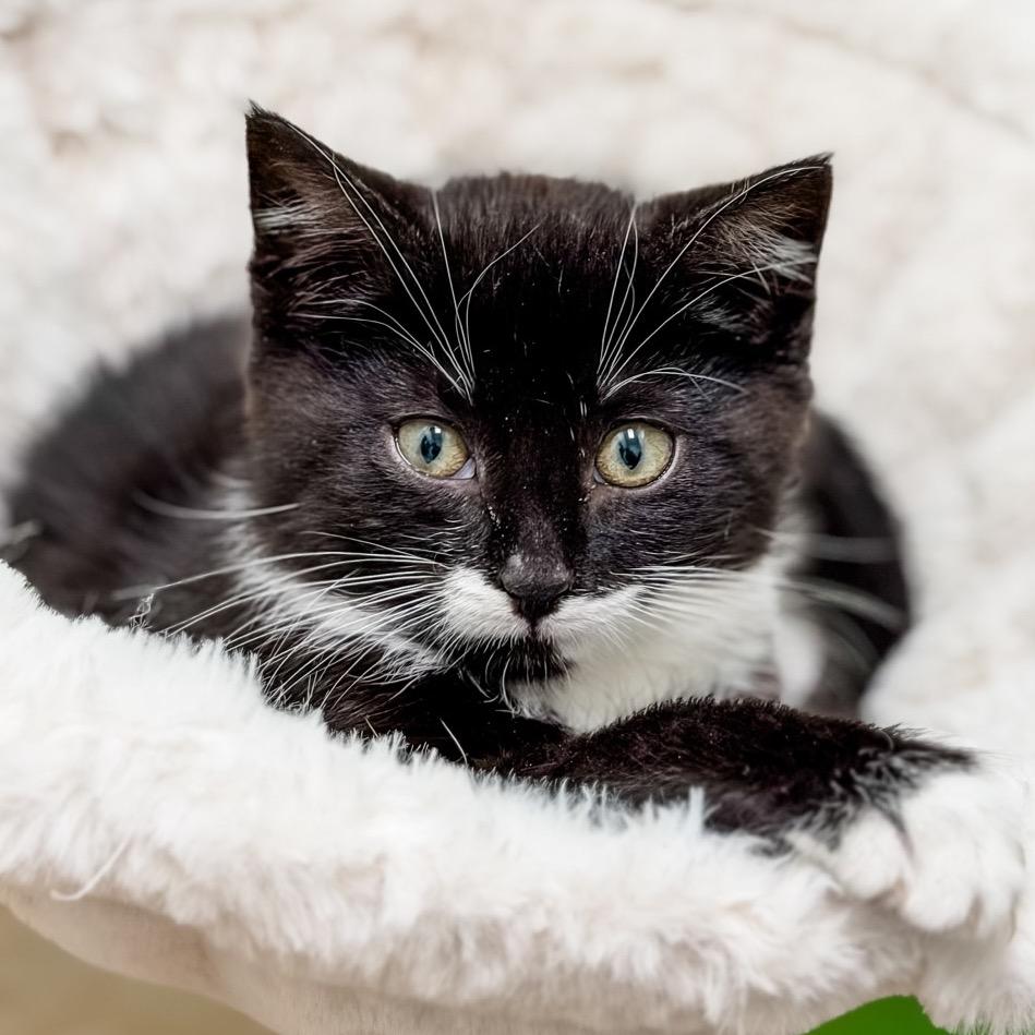 Enlarge Jovie, a Adoptable Domestic Medium Hair in Greensboro, GA image 2/5