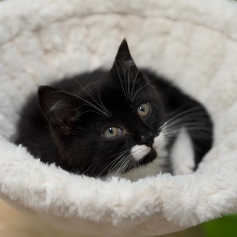 Enlarge Jovie, a Adoptable Domestic Medium Hair in Greensboro, GA image 3/5