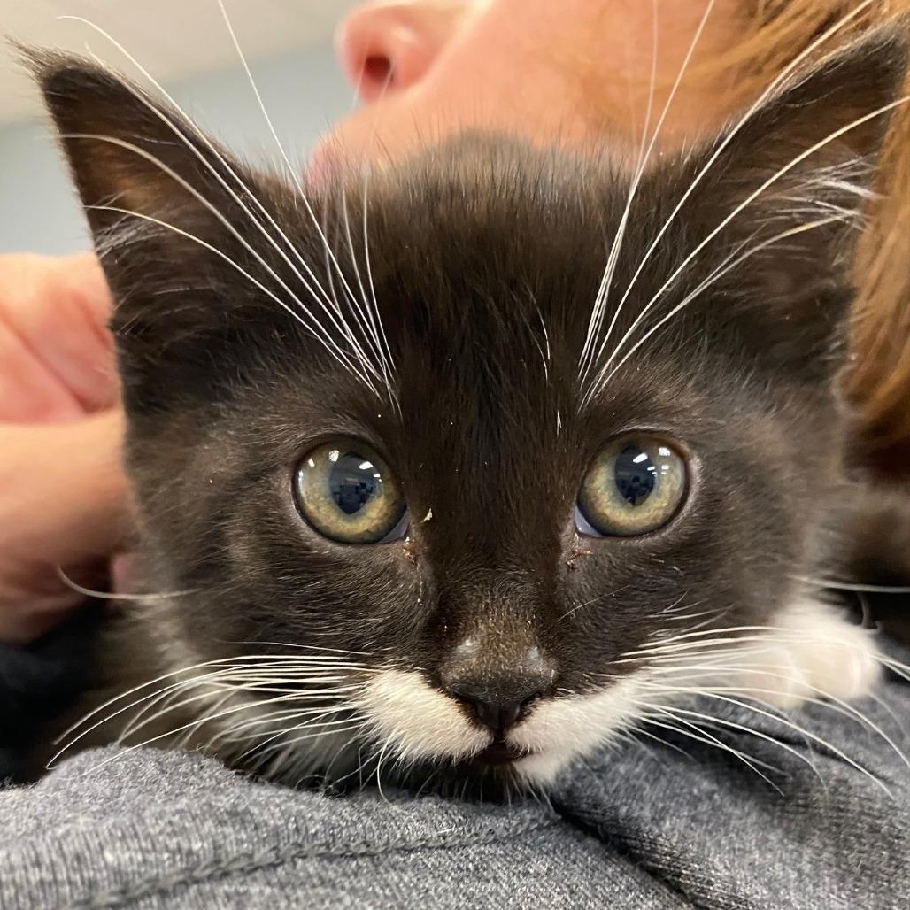 Enlarge Jovie, a Adoptable Domestic Short Hair in Greensboro, GA image 2/5