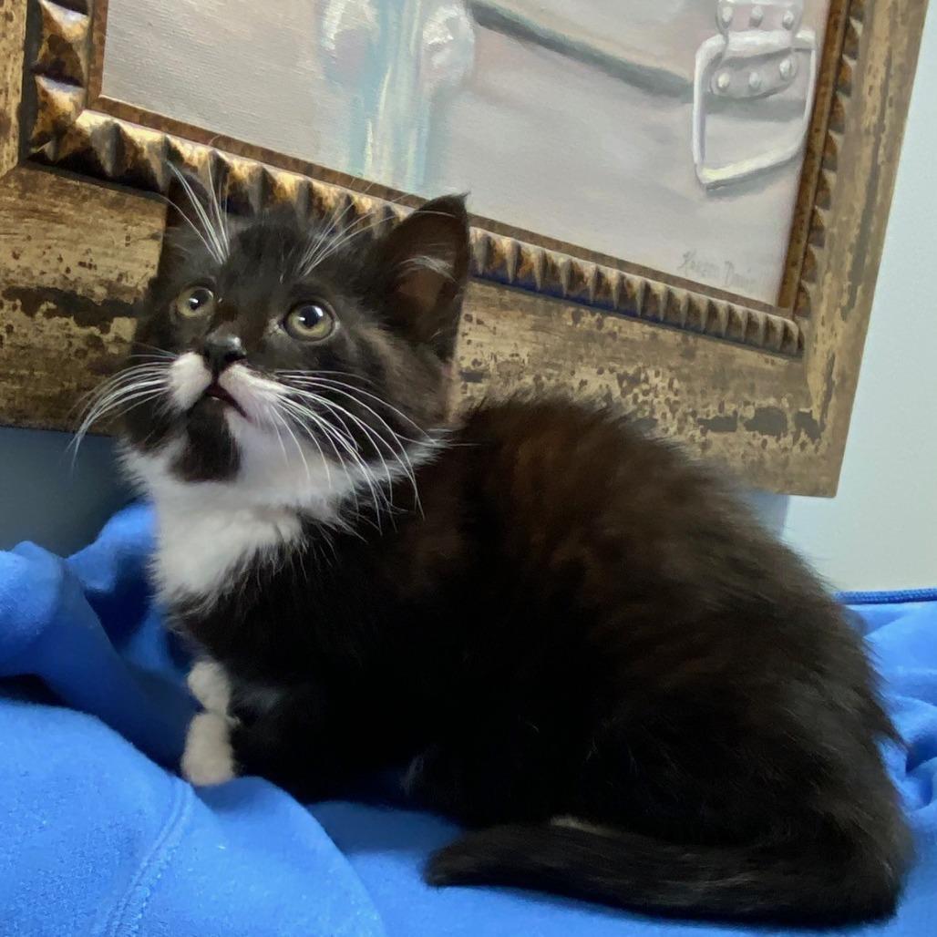 Enlarge Jovie, a Adoptable Domestic Short Hair in Greensboro, GA image 3/5