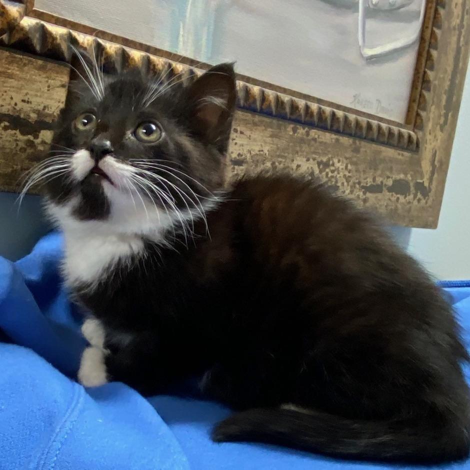 Enlarge Jovie, a Adoptable Domestic Medium Hair in Greensboro, GA image 4/5