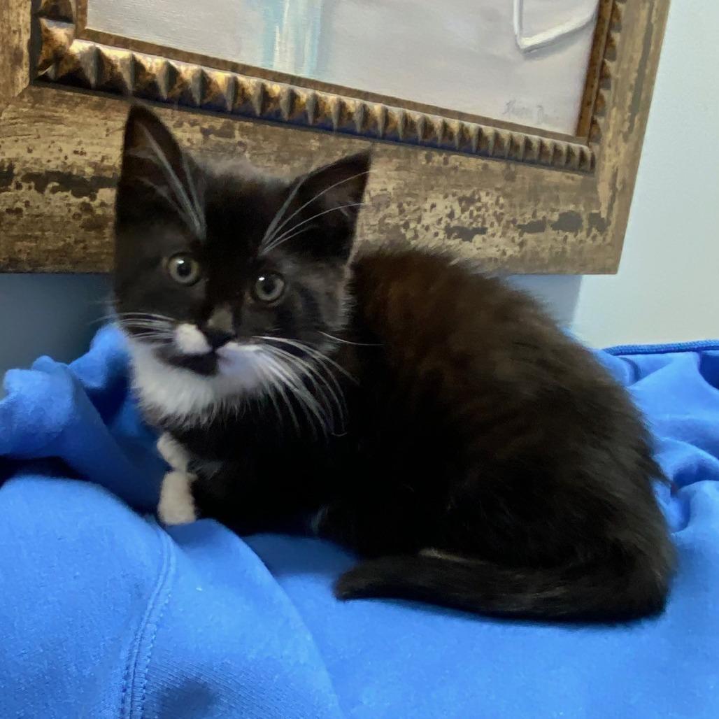 Enlarge Jovie, a Adoptable Domestic Short Hair in Greensboro, GA image 4/5