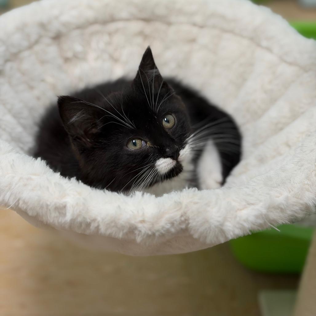 Enlarge Jovie, a Adoptable Domestic Short Hair in Greensboro, GA image 5/5