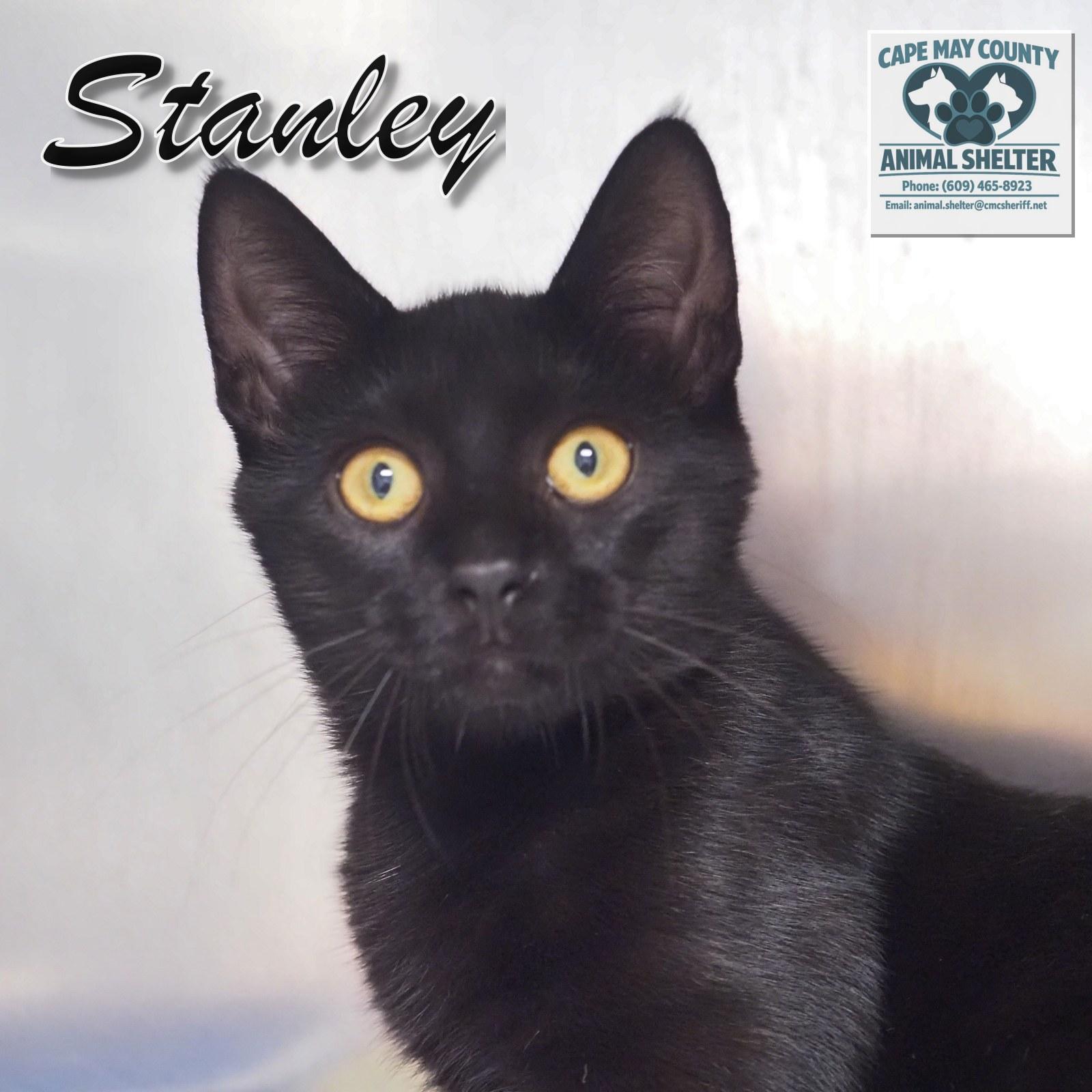 Enlarge Petsmart - Stanley, a Adopted Domestic Short Hair in Cape May Court House, NJ image 4/6