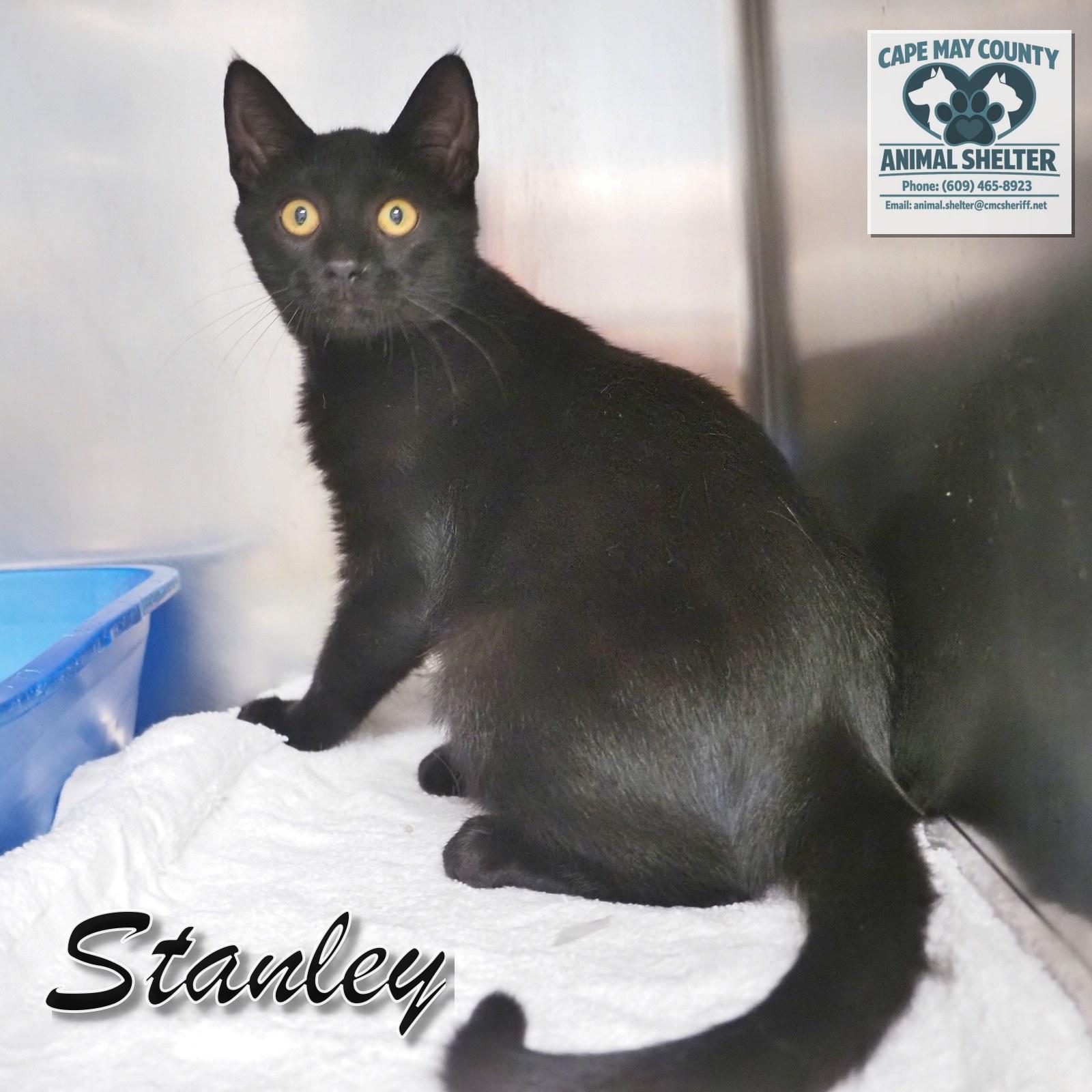 Enlarge Petsmart - Stanley, a Adopted Domestic Short Hair in Cape May Court House, NJ image 2/6