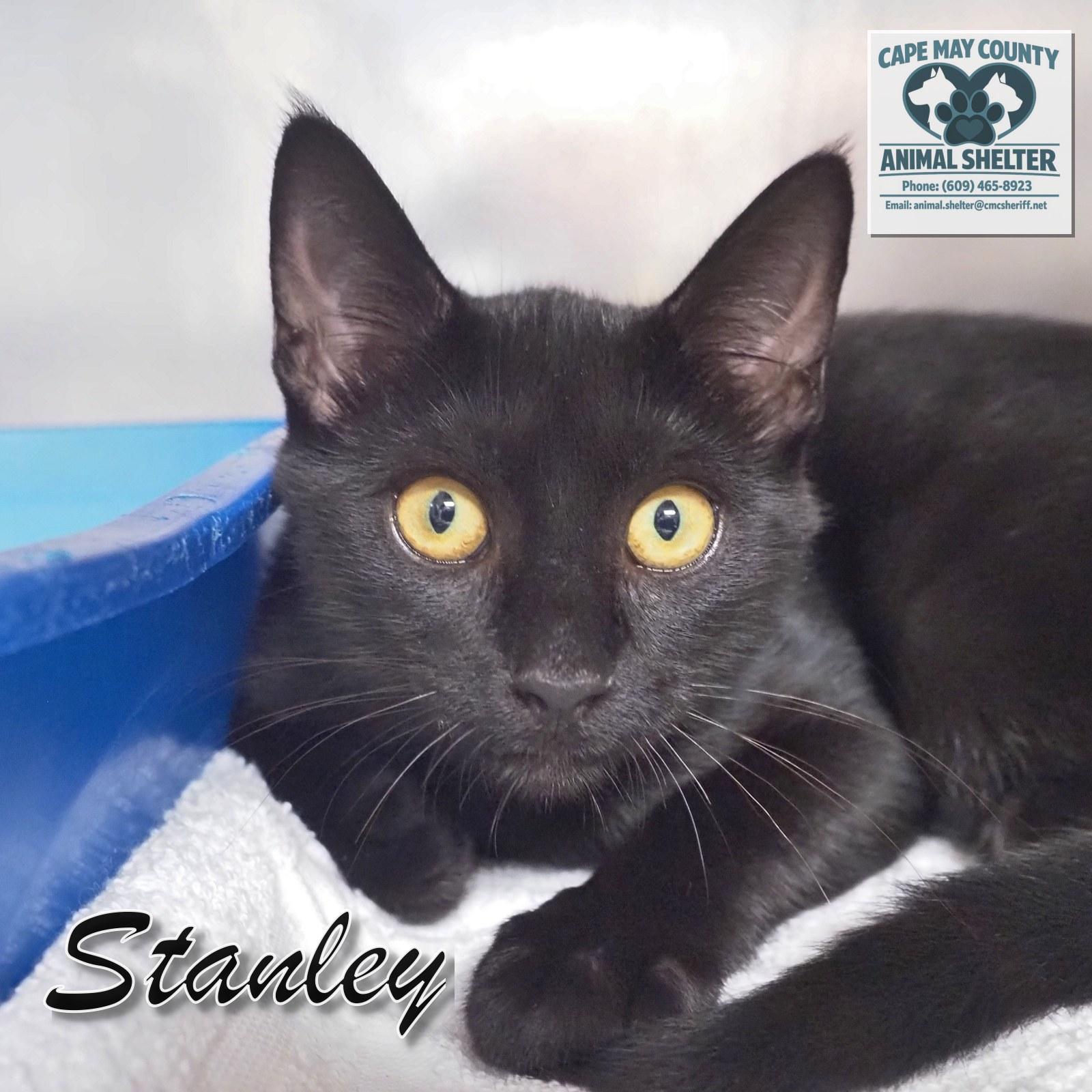 Petsmart - Stanley, Adopted, Young Male Domestic Short Hair.