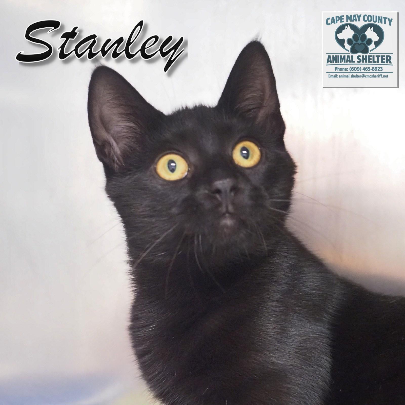Enlarge Petsmart - Stanley, a Adopted Domestic Short Hair in Cape May Court House, NJ image 6/6