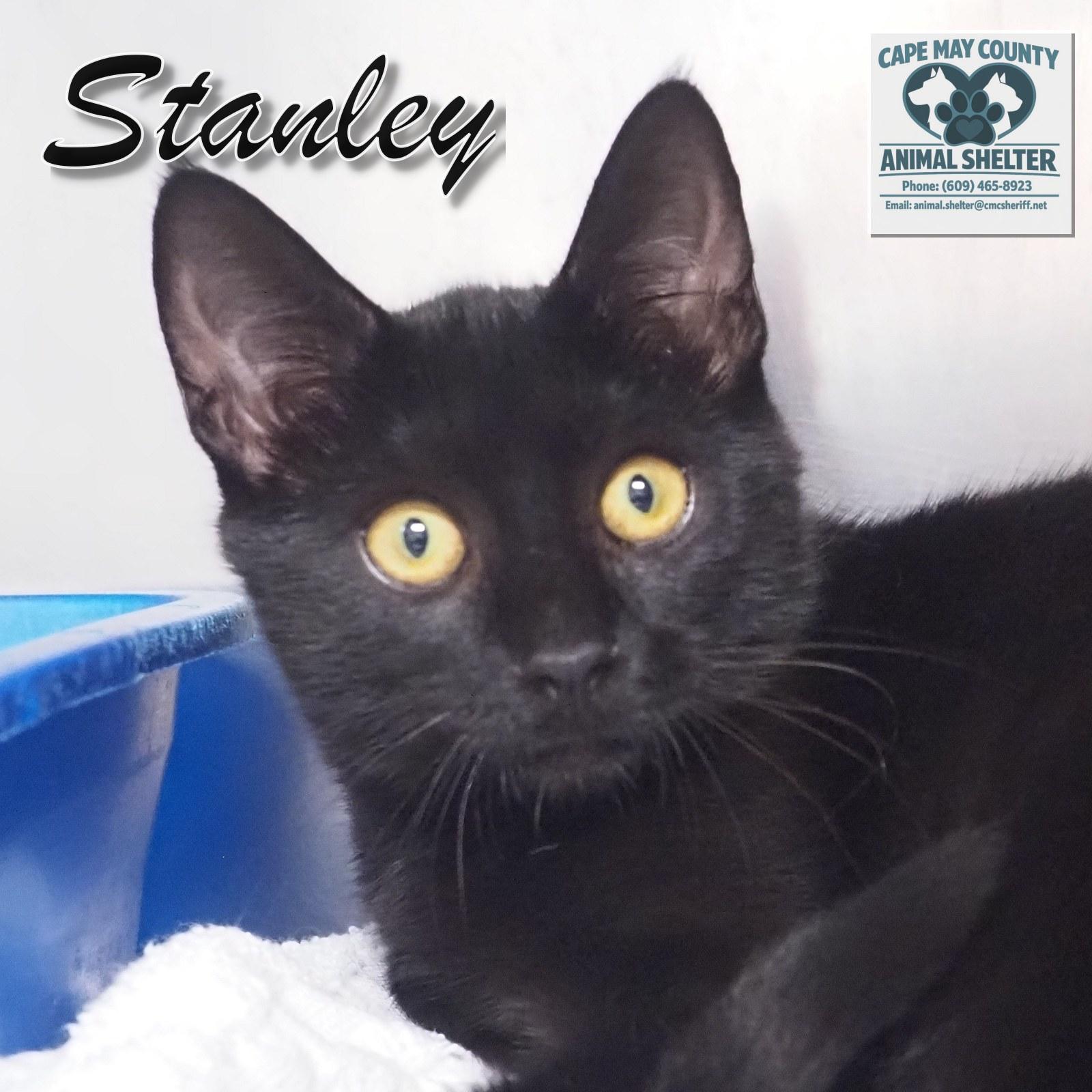 Enlarge Petsmart - Stanley, a Adopted Domestic Short Hair in Cape May Court House, NJ image 5/6