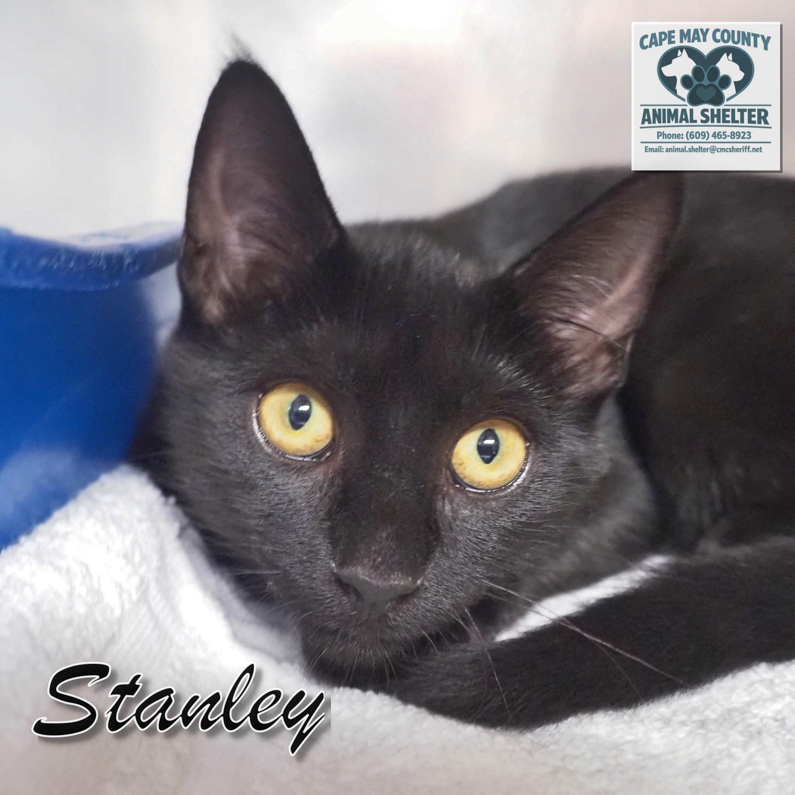 Enlarge Petsmart - Stanley, a Adopted Domestic Short Hair in Cape May Court House, NJ image 3/6