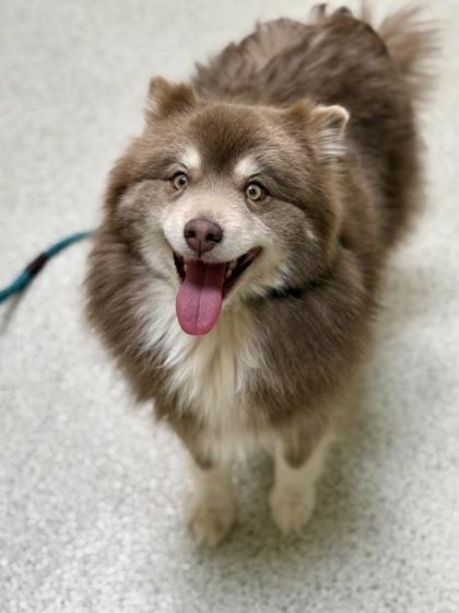 Enlarge Ronnie, a ADOPTABLE Pomsky in Downers Grove, IL image 2/3