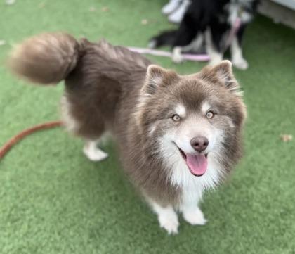 Ronnie, ADOPTABLE, Adult Male Pomsky.