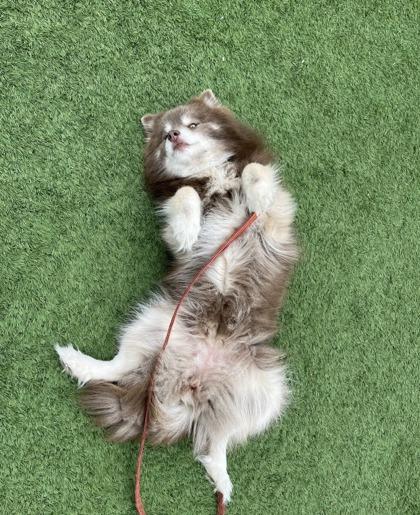 Enlarge Ronnie, a ADOPTABLE Pomsky in Downers Grove, IL image 3/3