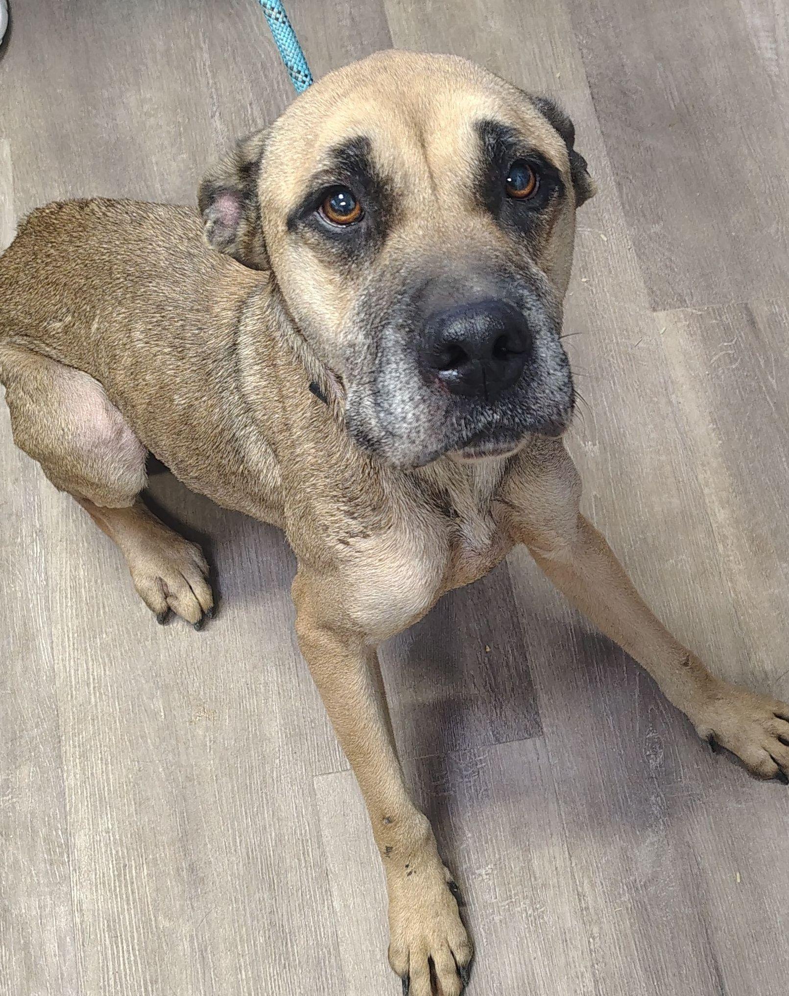 Queen, ADOPTABLE, Adult Female Mixed Breed.