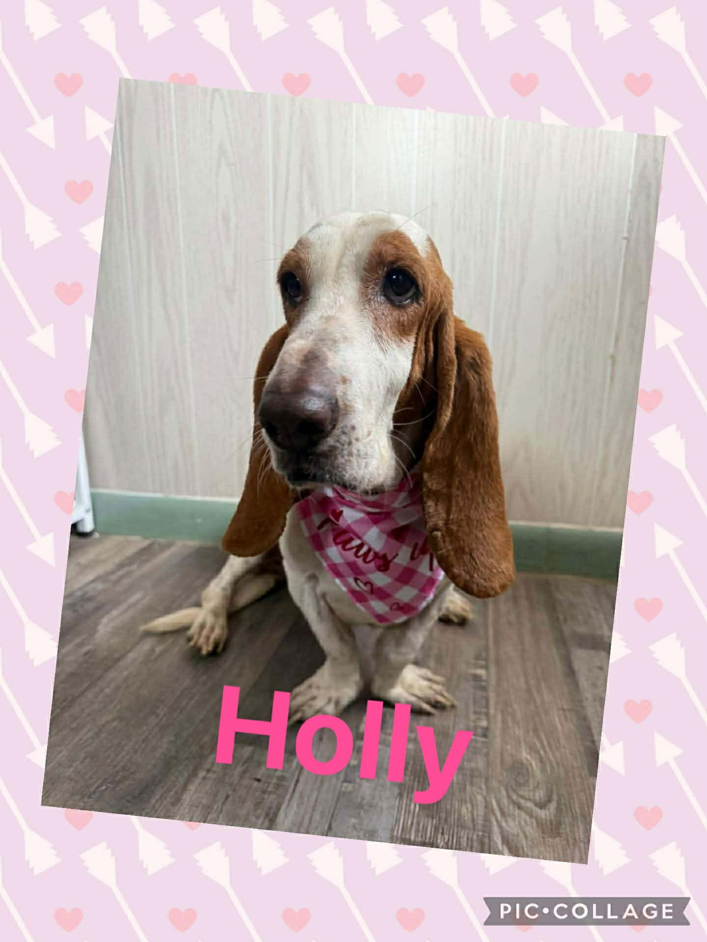 HOLLY, a Adoptable Basset Hound in Mays Landing, NJ image 1/6