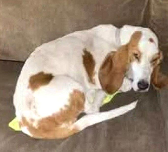 HOLLY, a Adoptable Basset Hound in Mays Landing, NJ image 4/6