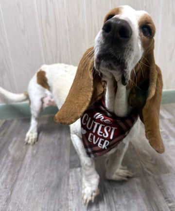 HOLLY, a Adoptable Basset Hound in Mays Landing, NJ image 5/6
