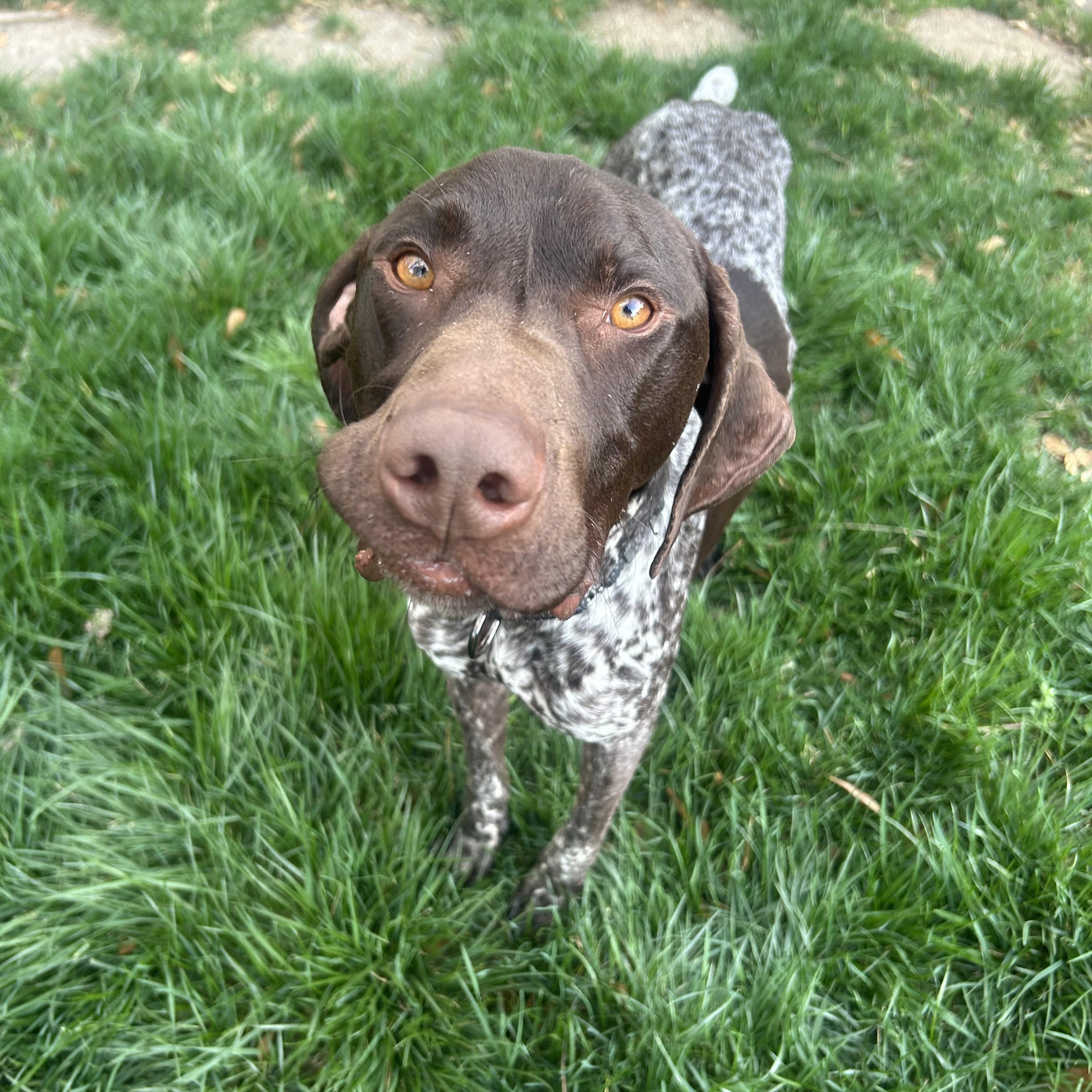 Rhett, adoptable, Young Male German Shorthaired Pointer.