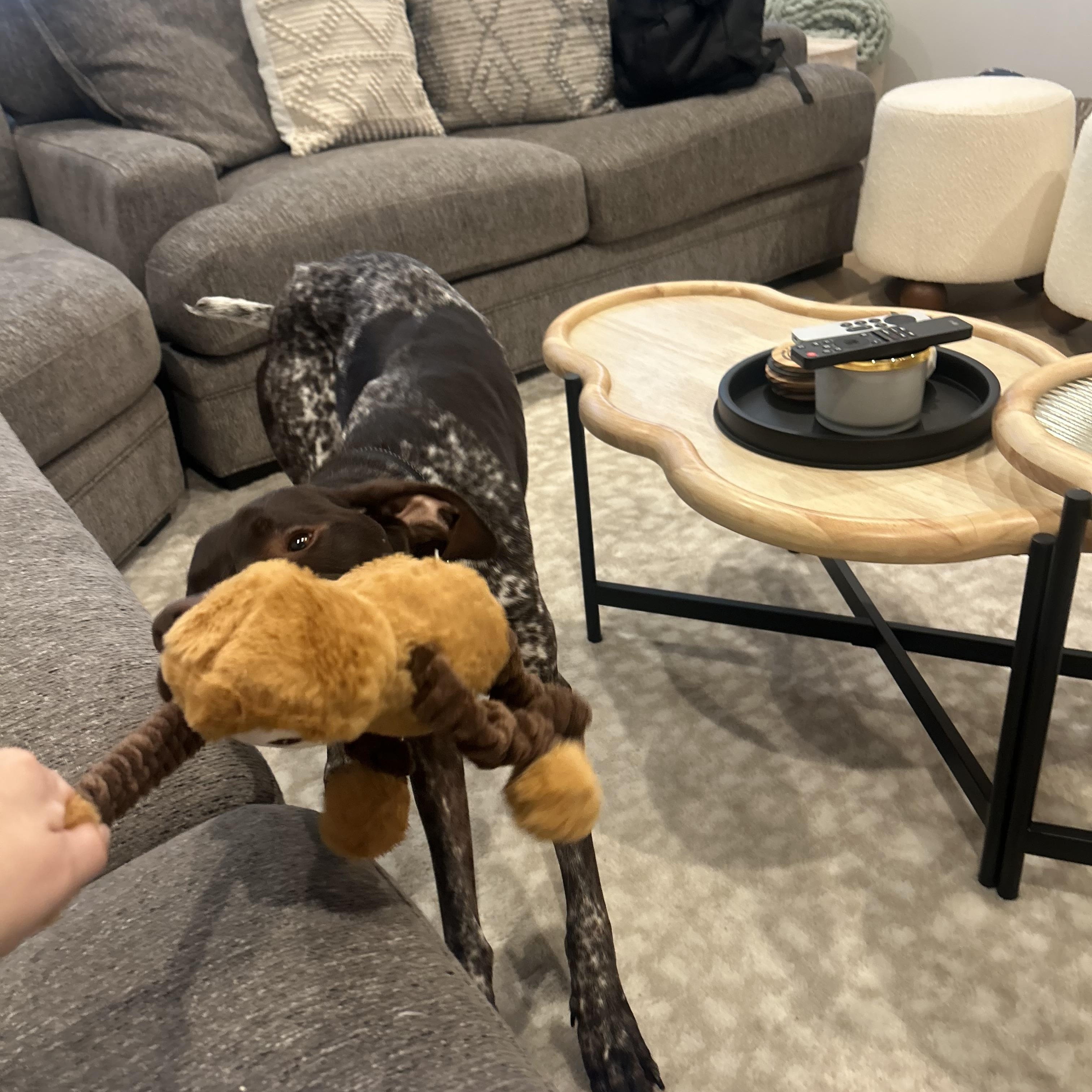 Rhett, an adoptable German Shorthaired Pointer in MOORESVILLE, NC image 4/4