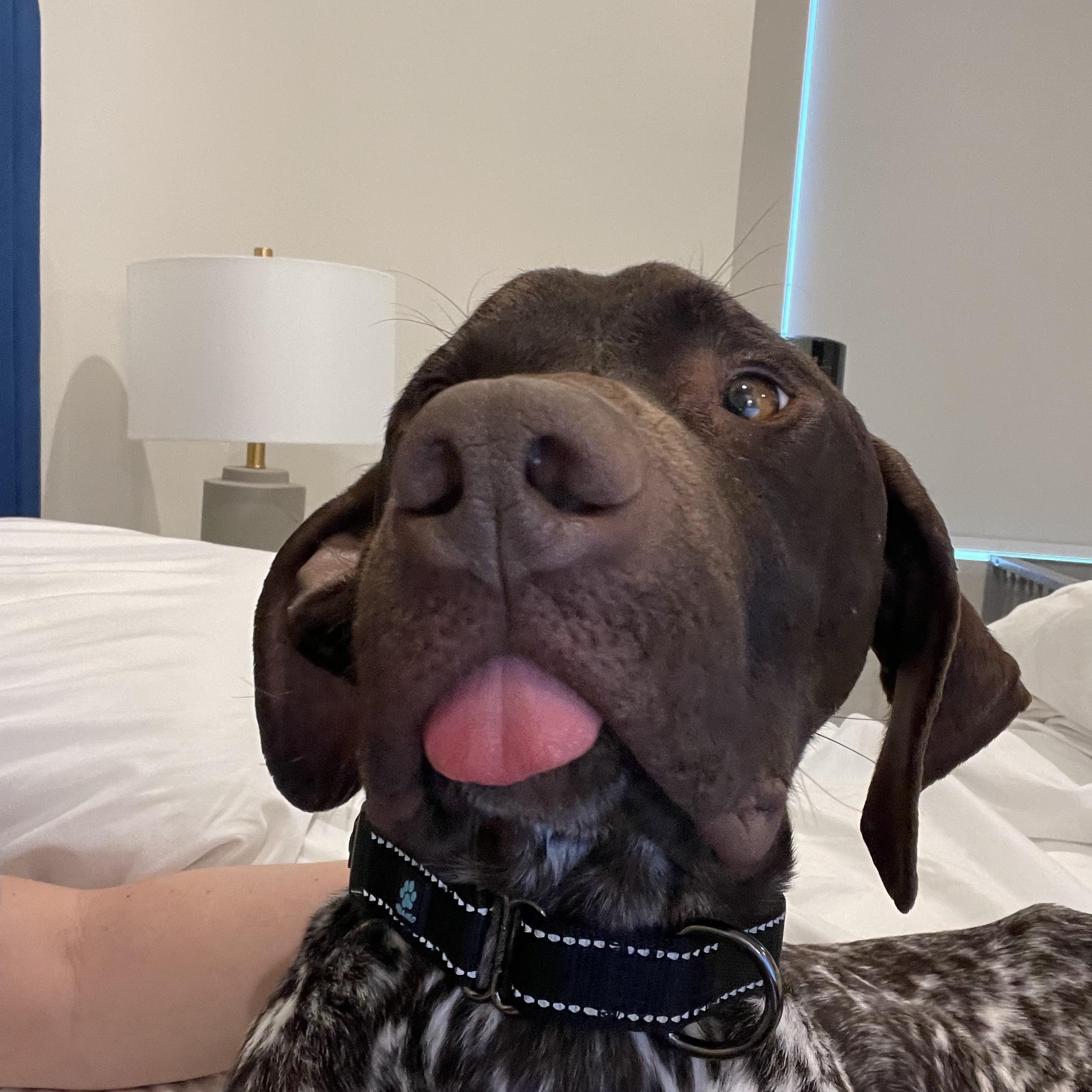 Rhett, an adoptable German Shorthaired Pointer in MOORESVILLE, NC image 2/4