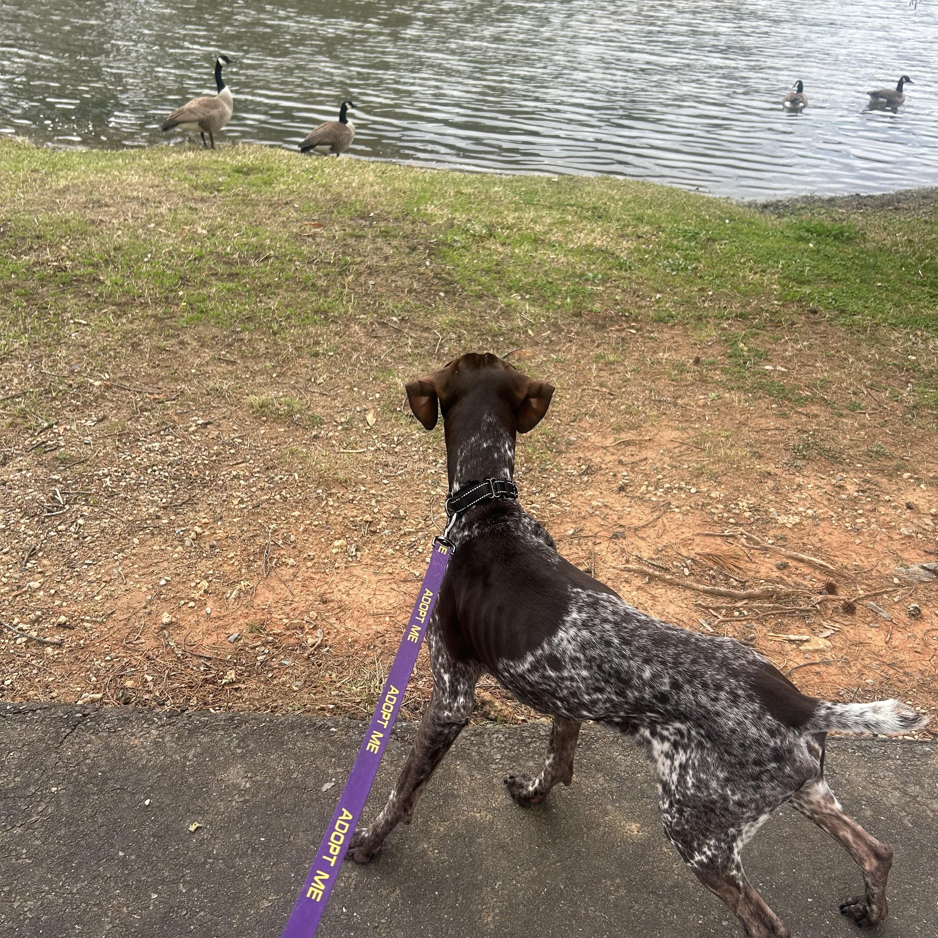 Rhett, an adoptable German Shorthaired Pointer in MOORESVILLE, NC image 3/4