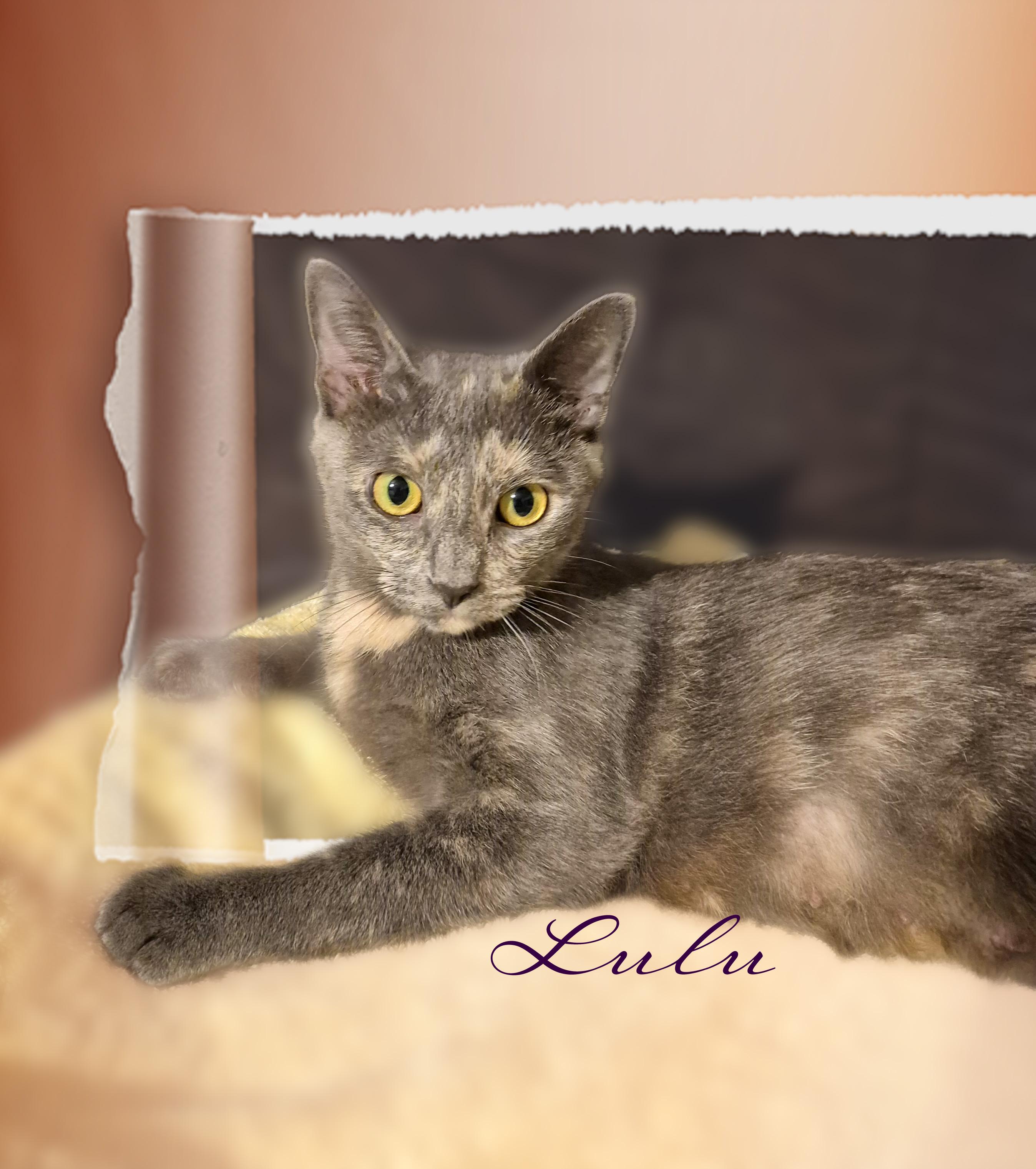 Enlarge Lulu, a Adoptable Domestic Short Hair in Charlotte, NC image 1/2