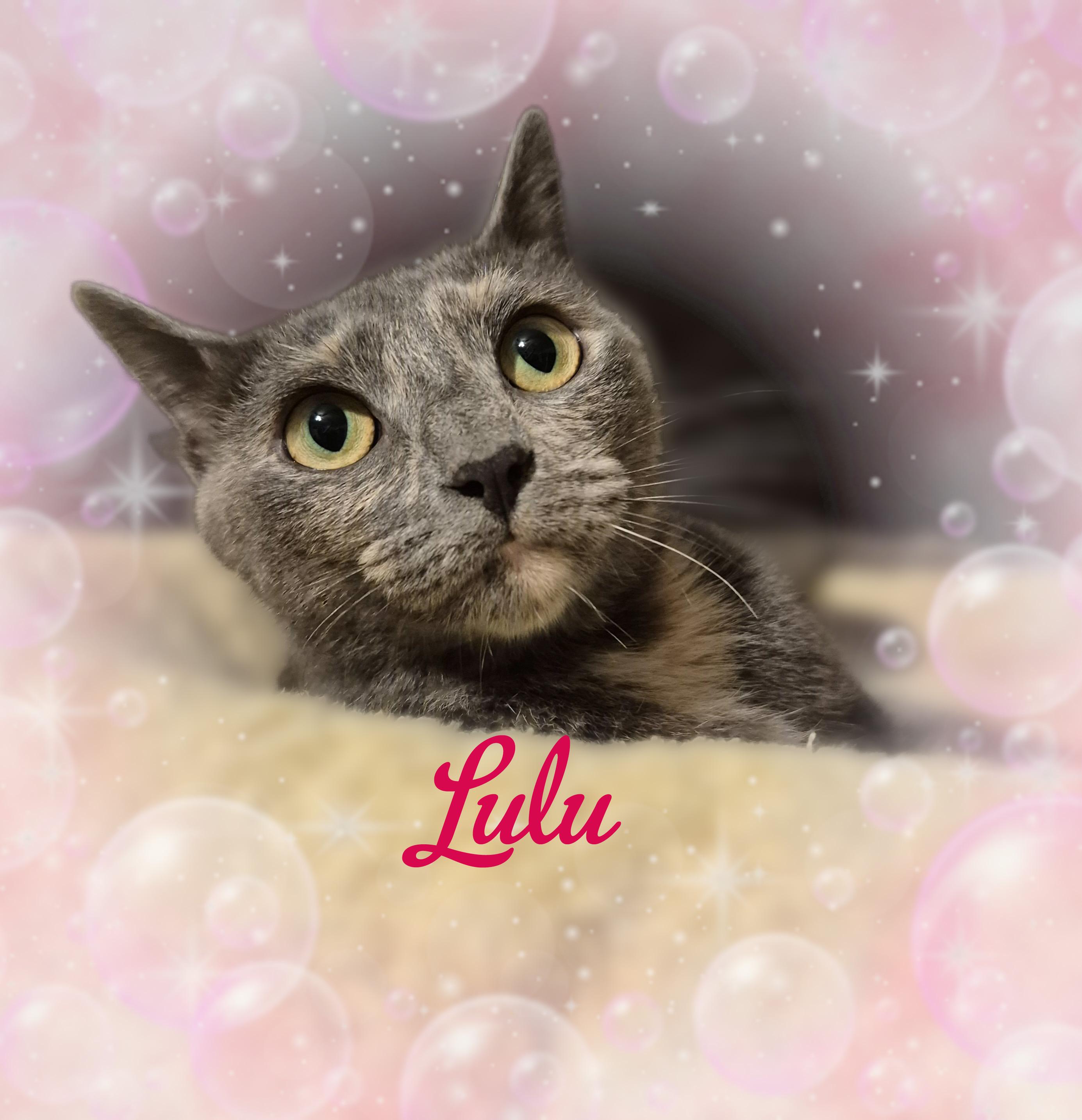 Enlarge Lulu, a Adoptable Domestic Short Hair in Charlotte, NC image 2/2
