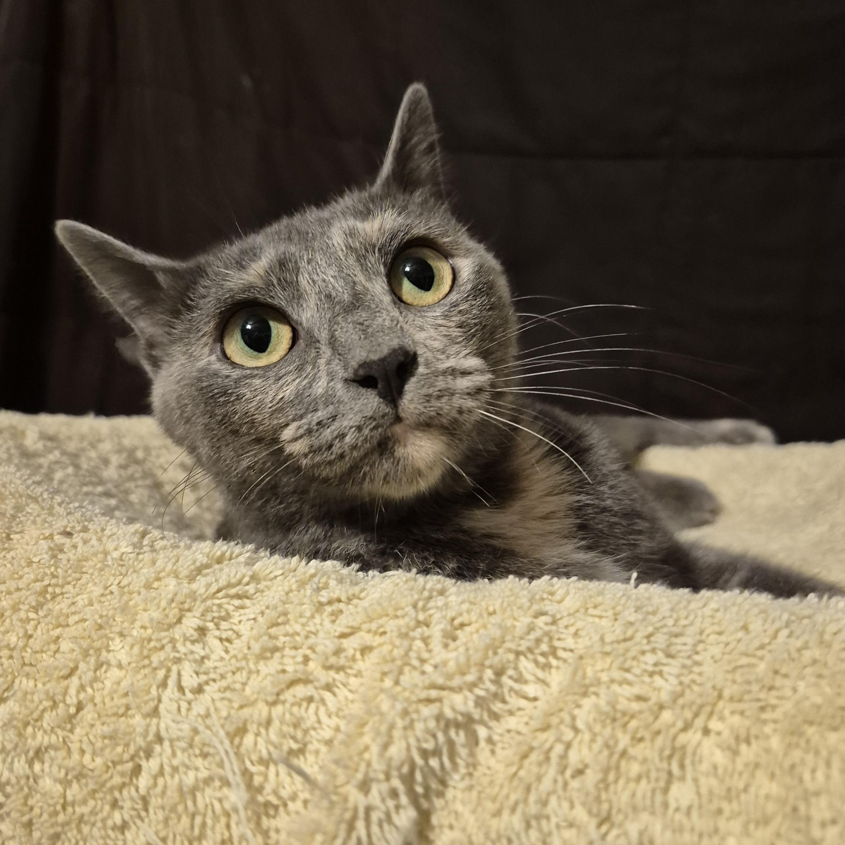 Lulu, a Adoptable Domestic Short Hair in Charlotte, NC image 2/2