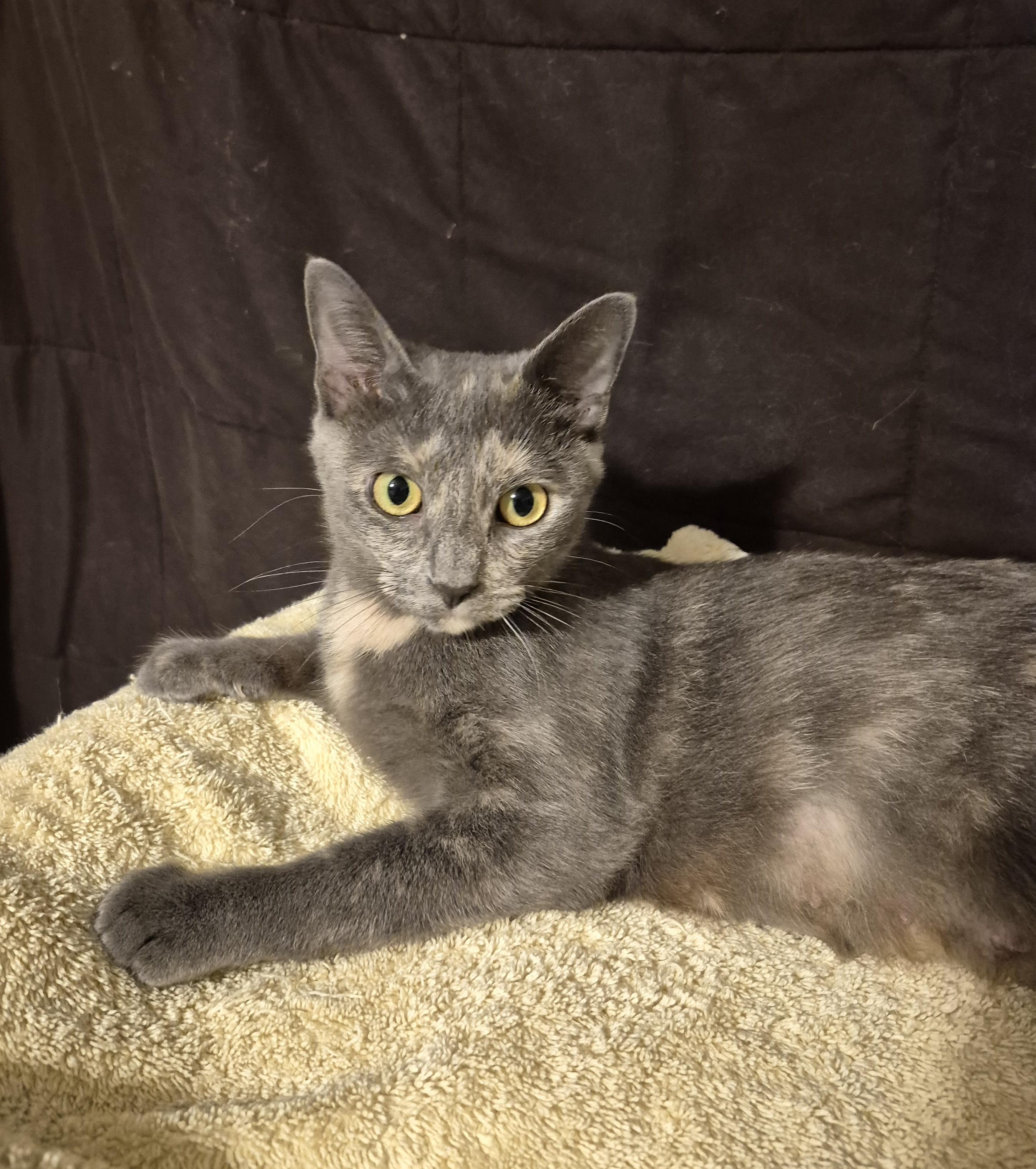 Lulu, Adoptable, Young Female Domestic Short Hair.