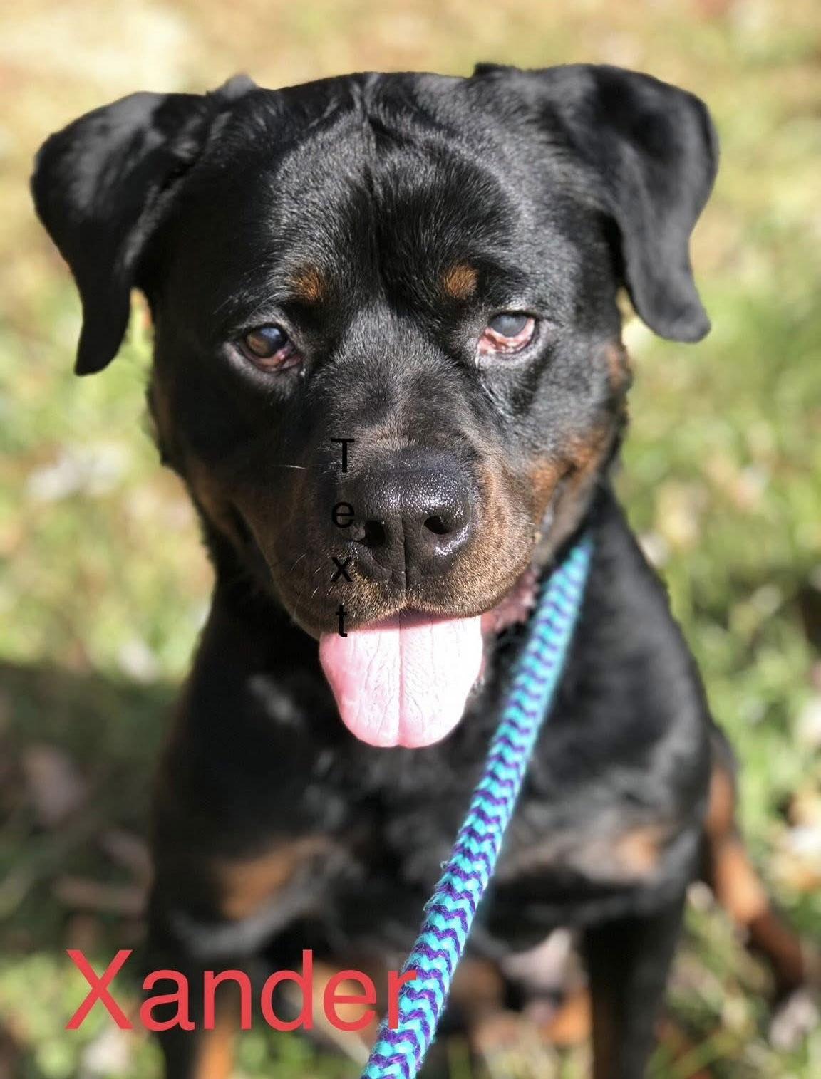 Xander, Adoptable, Adult Male Rottweiler.