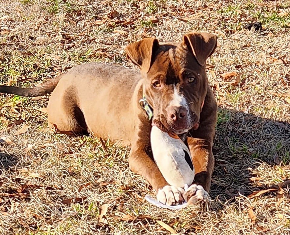 Enlarge Buck, a Adopted mixed breed in Ayden, NC image 5/5