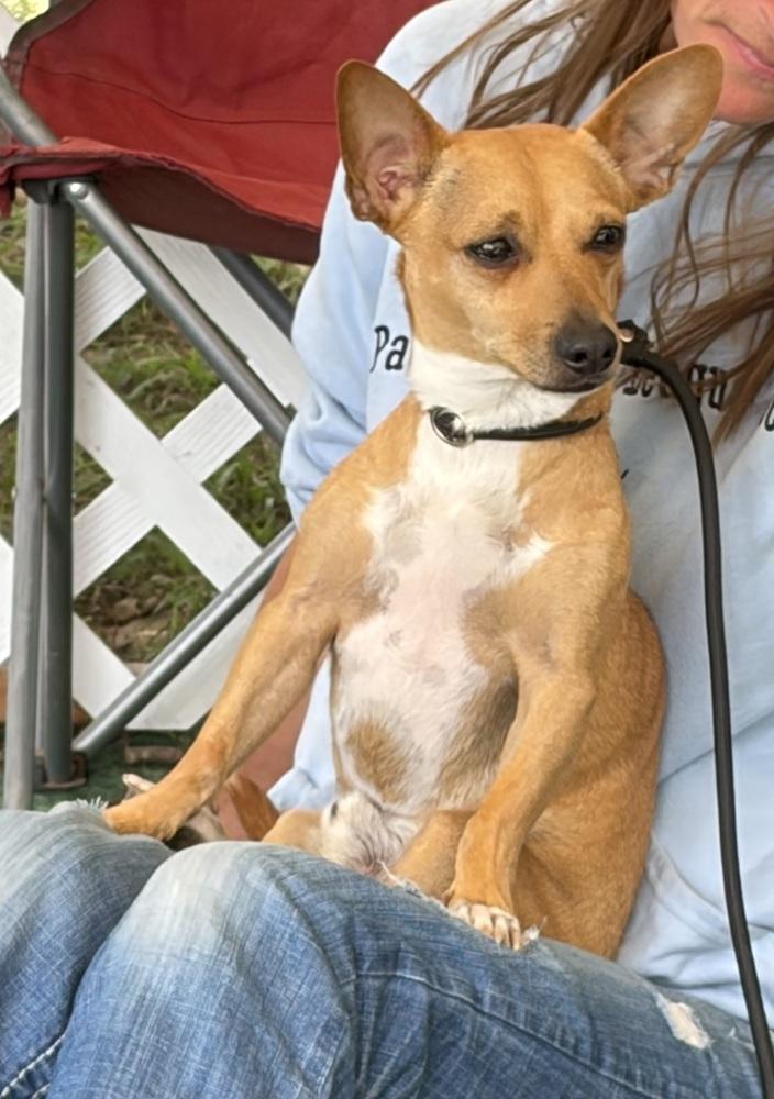 Enlarge Bullet, a Adoptable mixed breed in Middletown, CT image 1/6