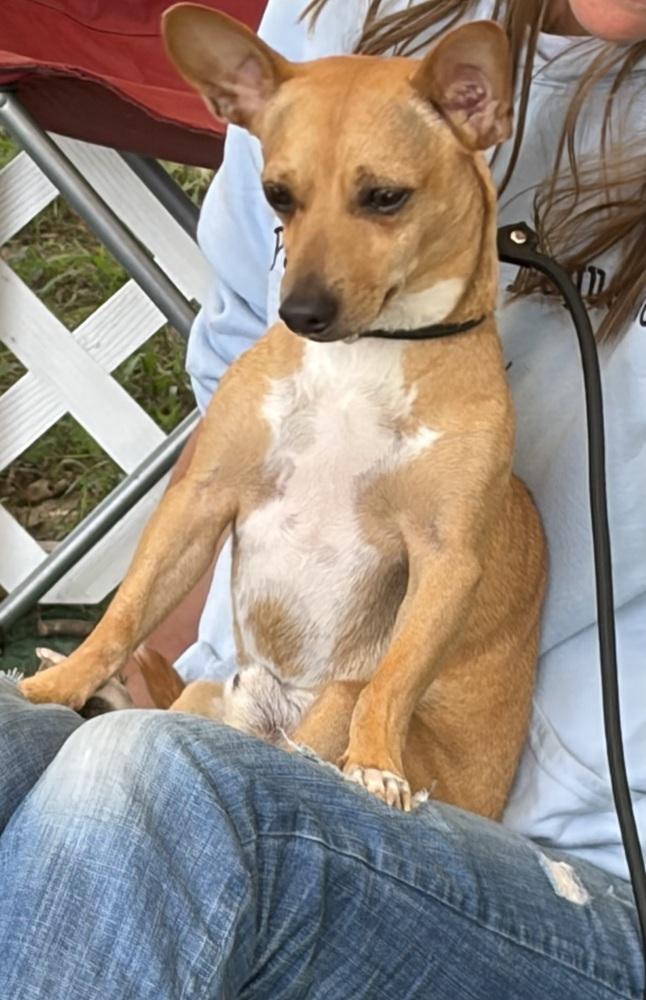 Enlarge Bullet, a Adoptable mixed breed in Middletown, CT image 2/6