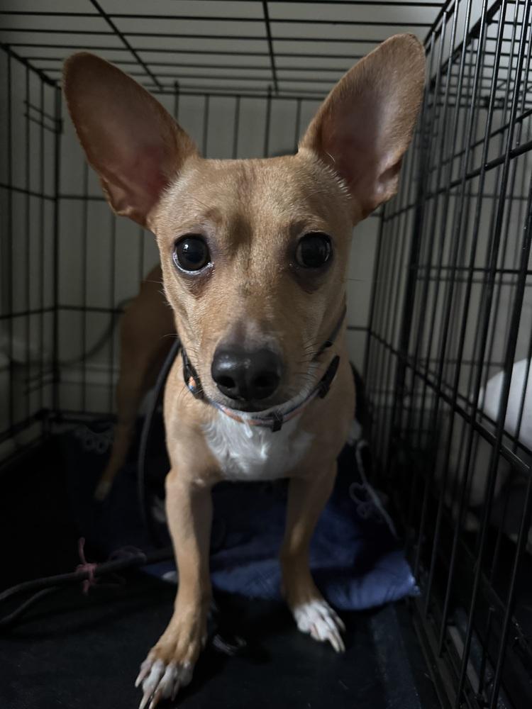 Bullet, Adoptable, Young Male Chihuahua.
