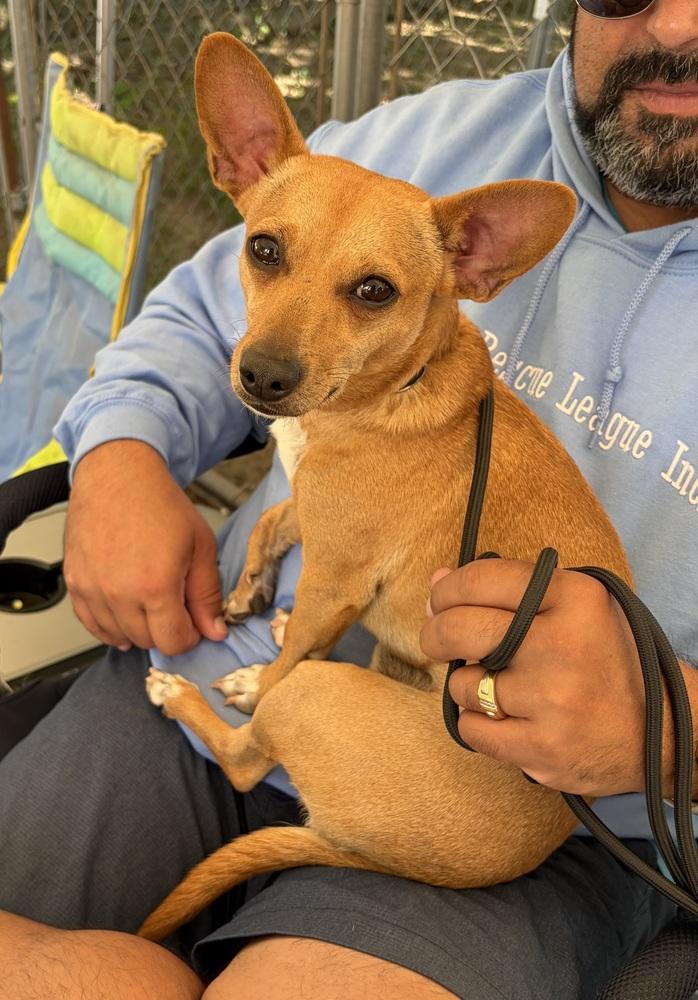 Enlarge Bullet, a Adoptable mixed breed in Middletown, CT image 3/6