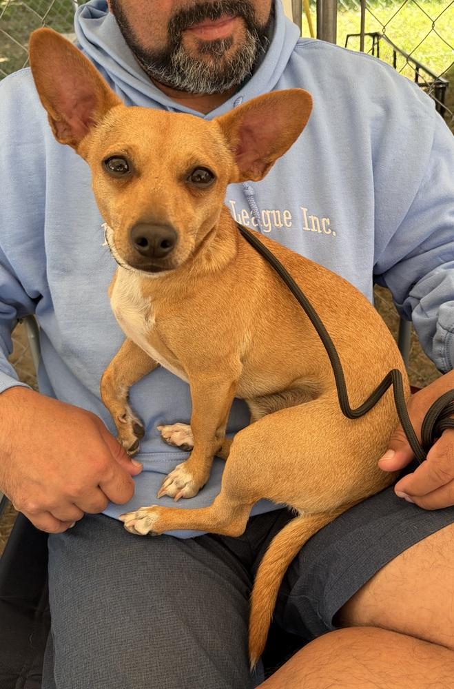 Enlarge Bullet, a Adoptable mixed breed in Middletown, CT image 4/6