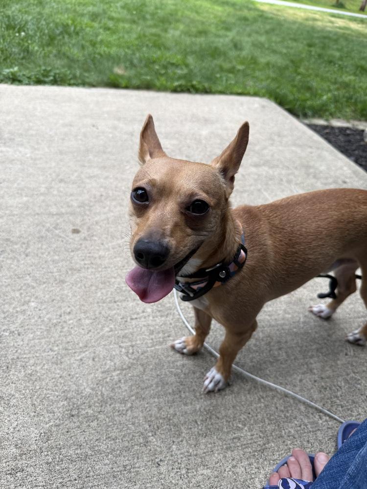 Enlarge Bullet, a Adoptable mixed breed in Middletown, CT image 4/4
