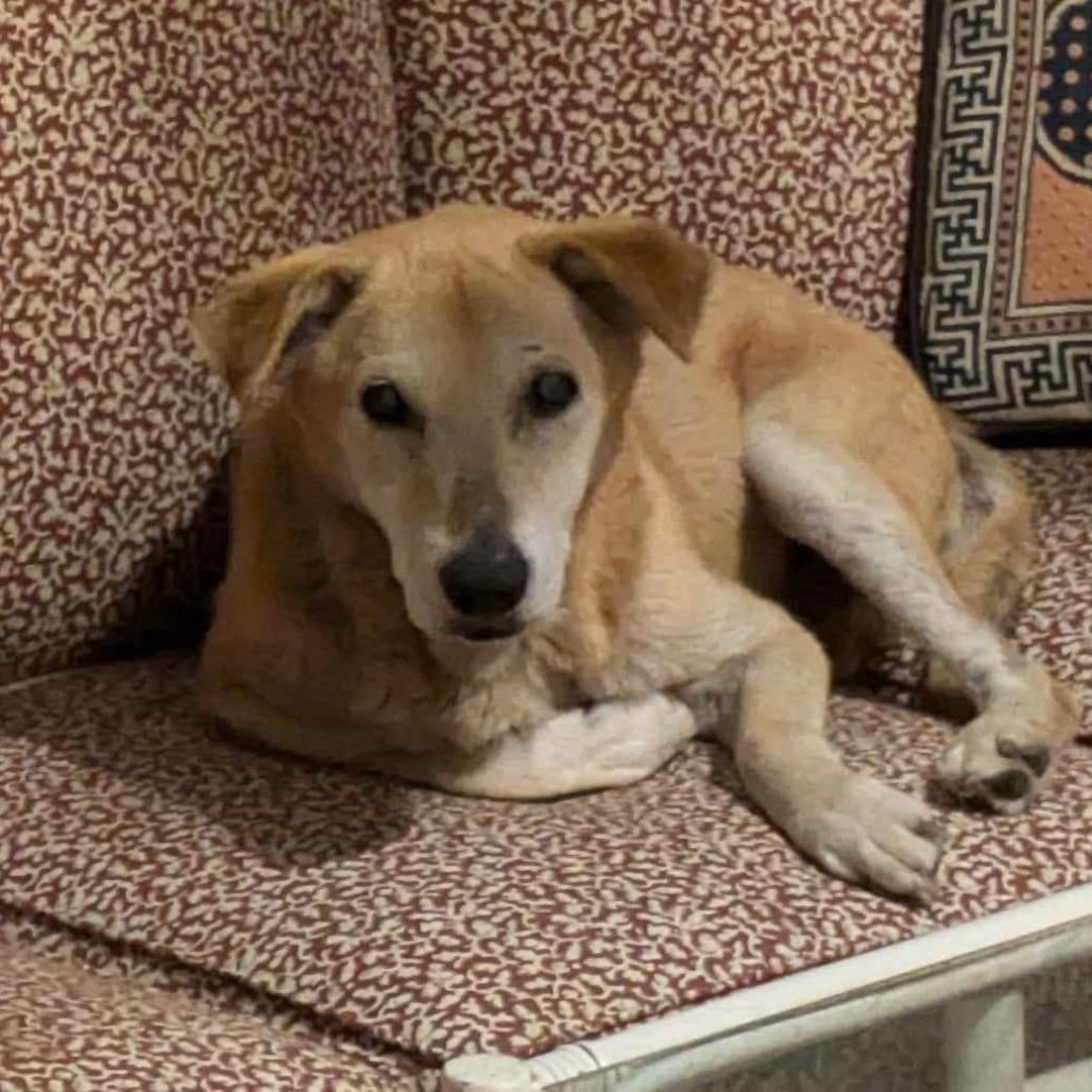 Buddy, Adoptable, Senior Male Mixed Breed.